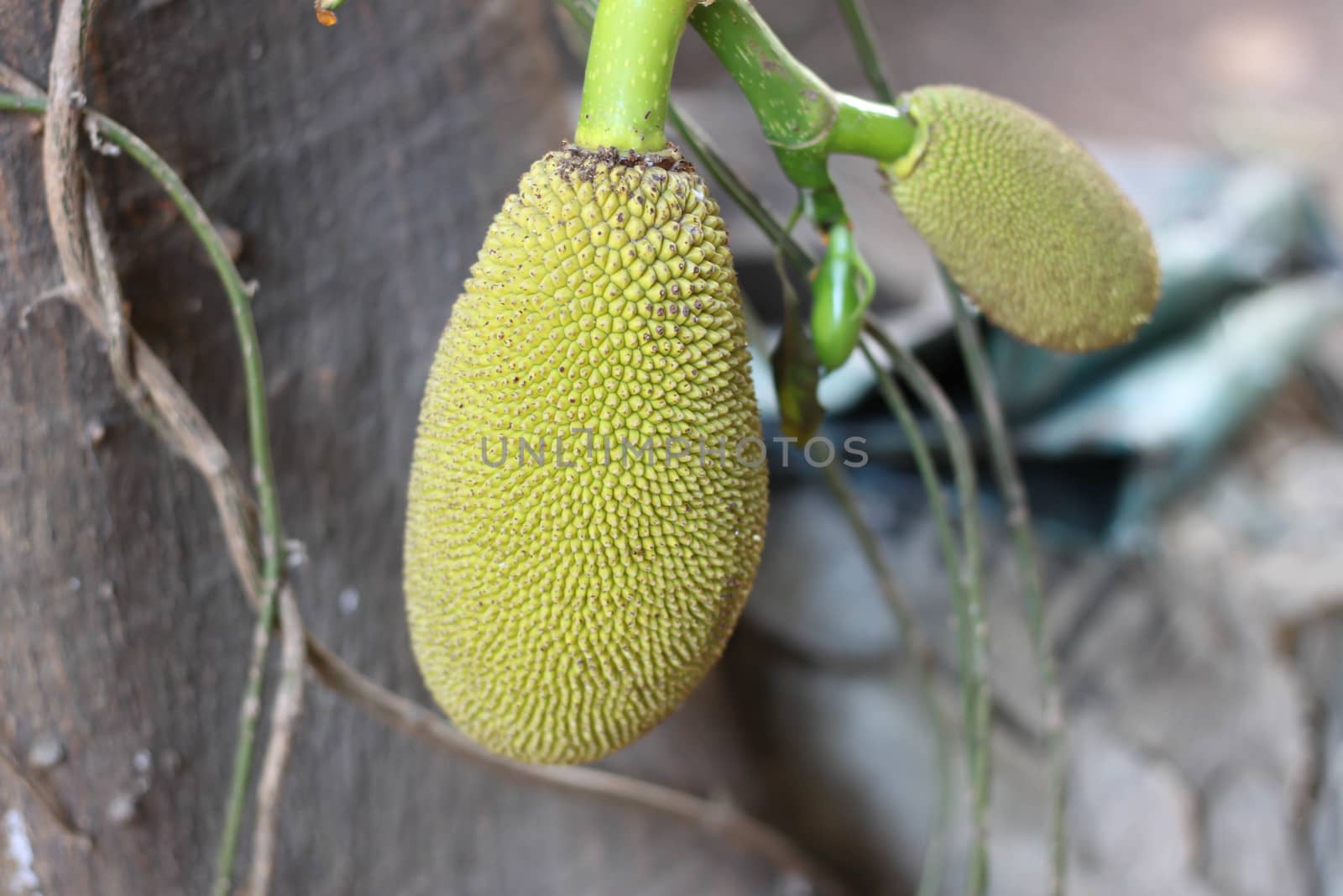 many jackfruit on the tree