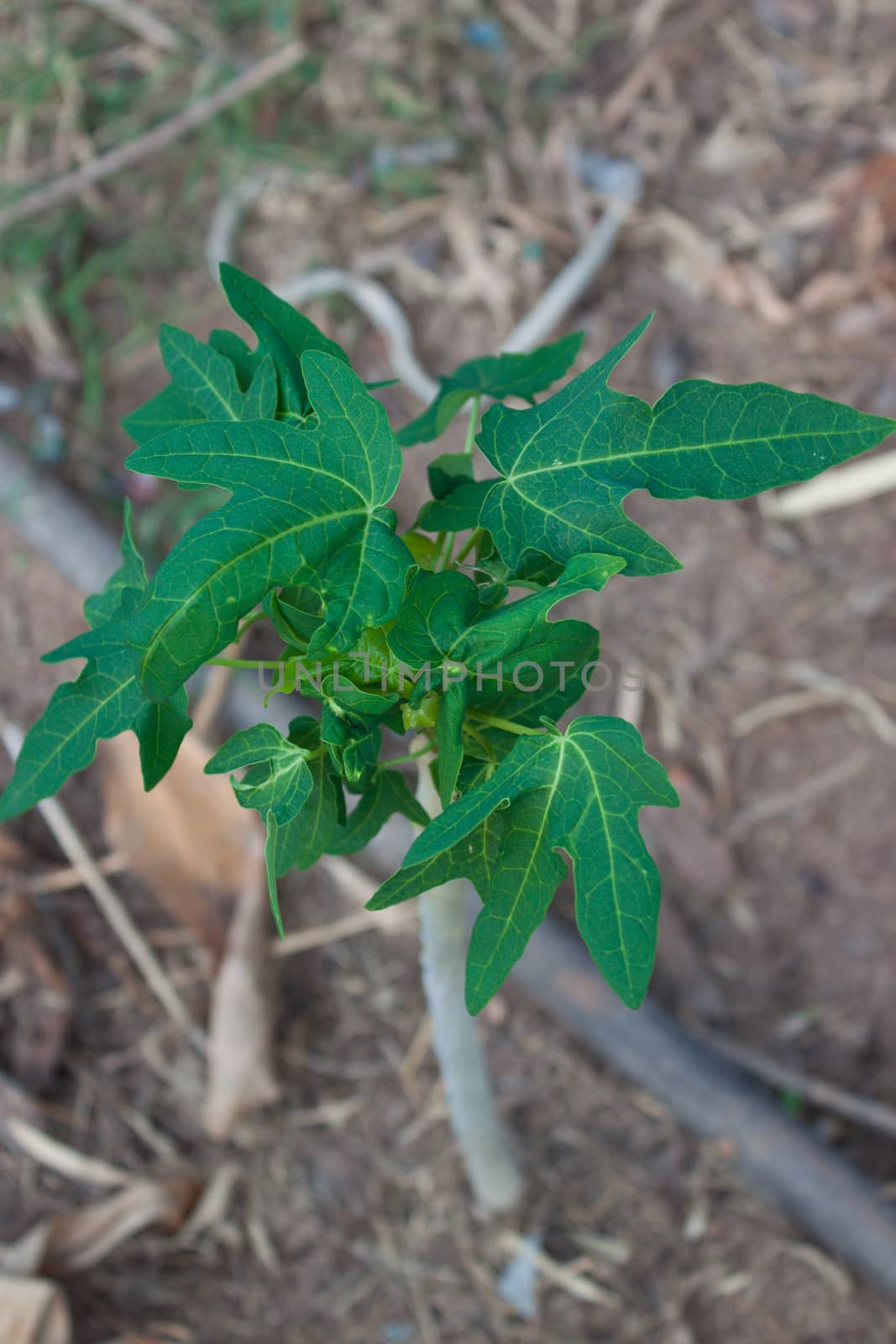 The papaya tree in the desert.