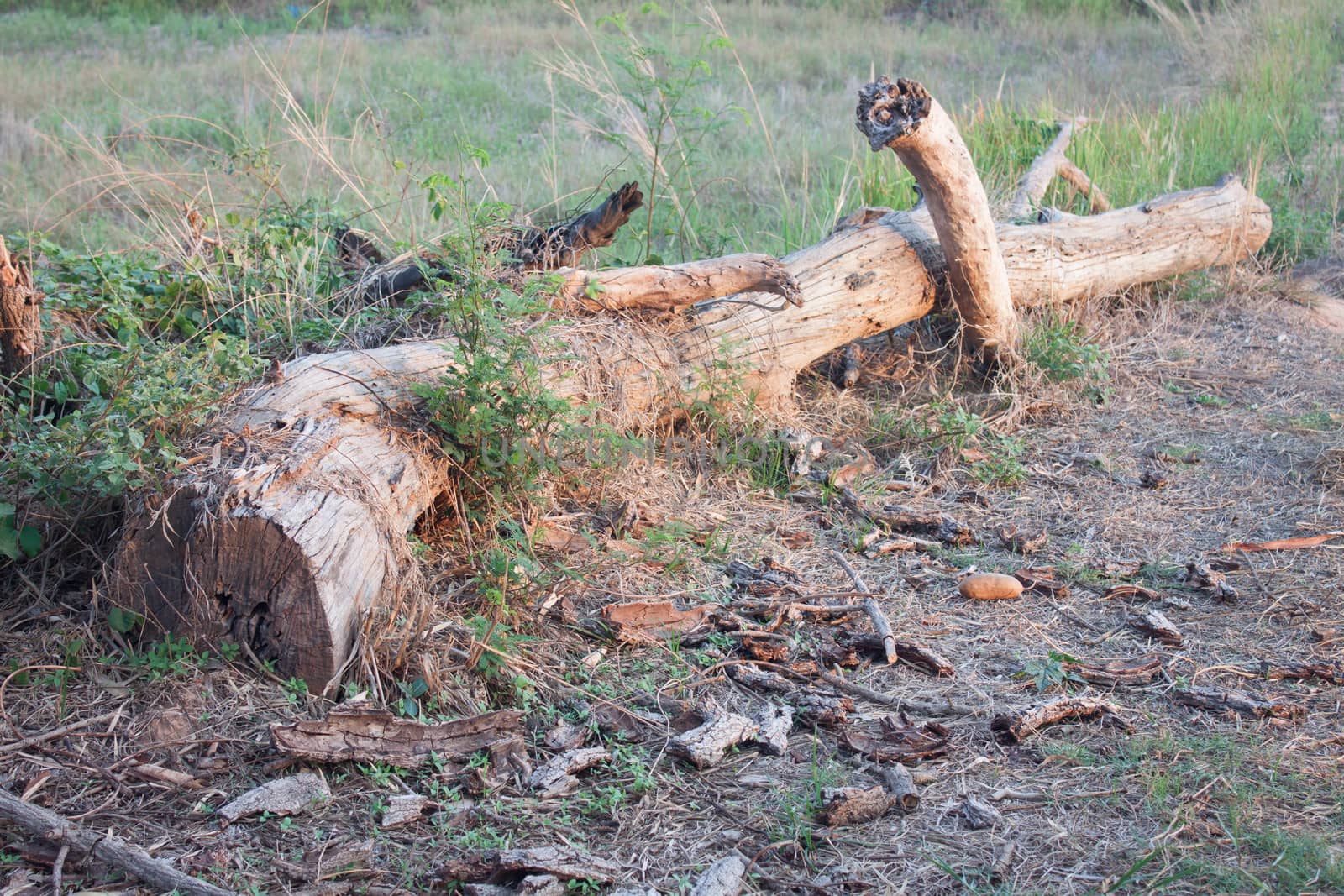 Timber was covered with small trees. The sun at dusk near