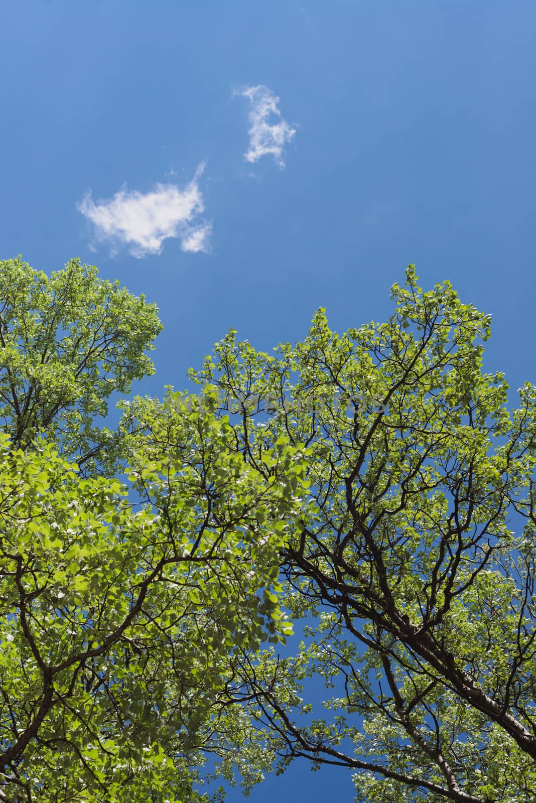 The aspen green leaves on a background of blue sky and clouds
