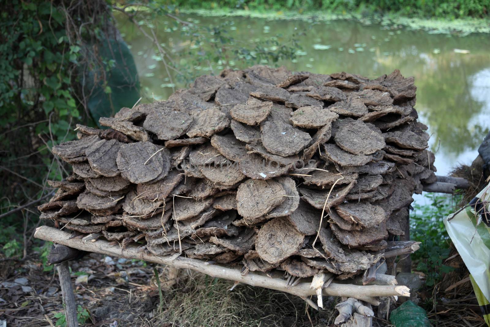 Dry cow dung, India