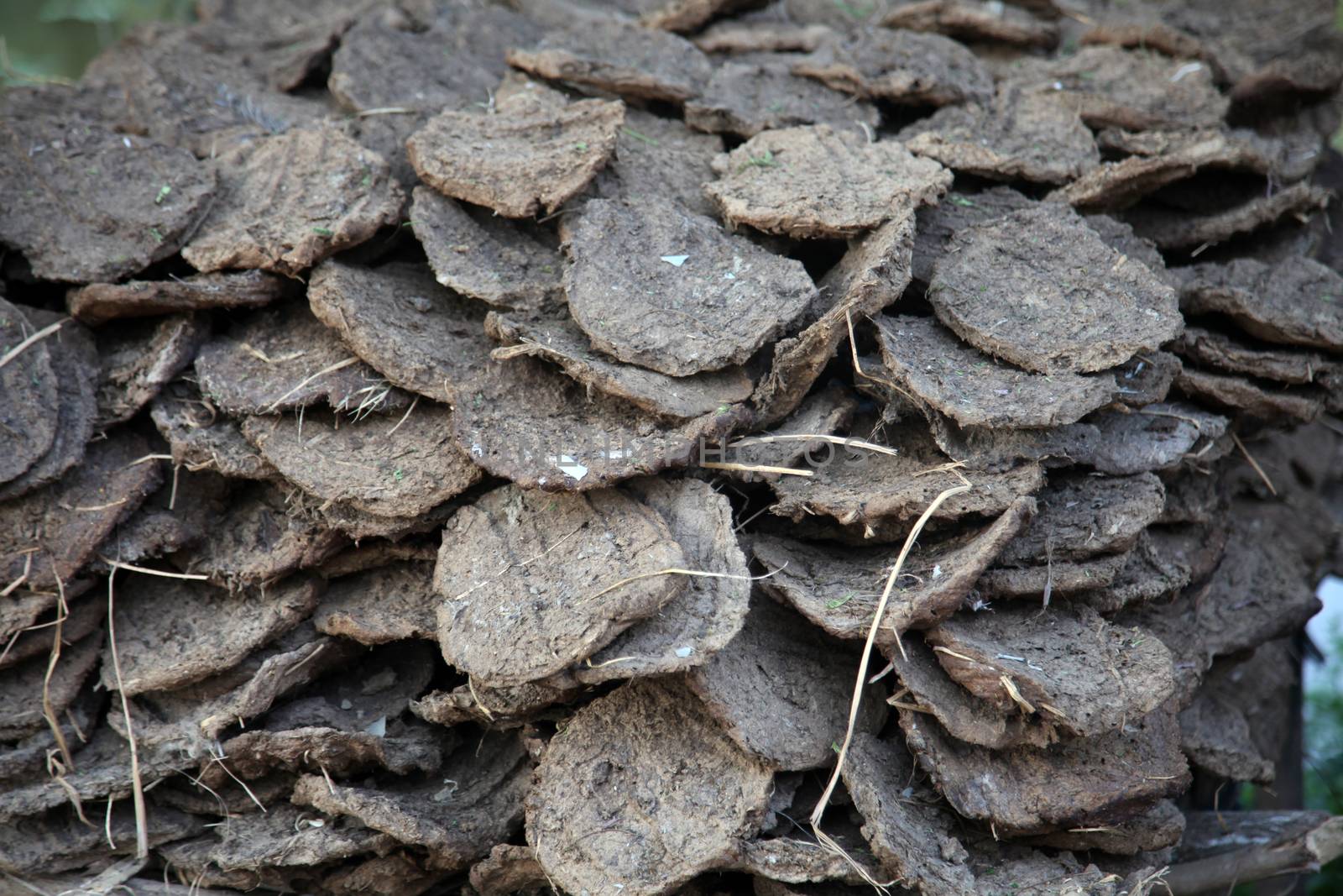 Dry cow dung, India