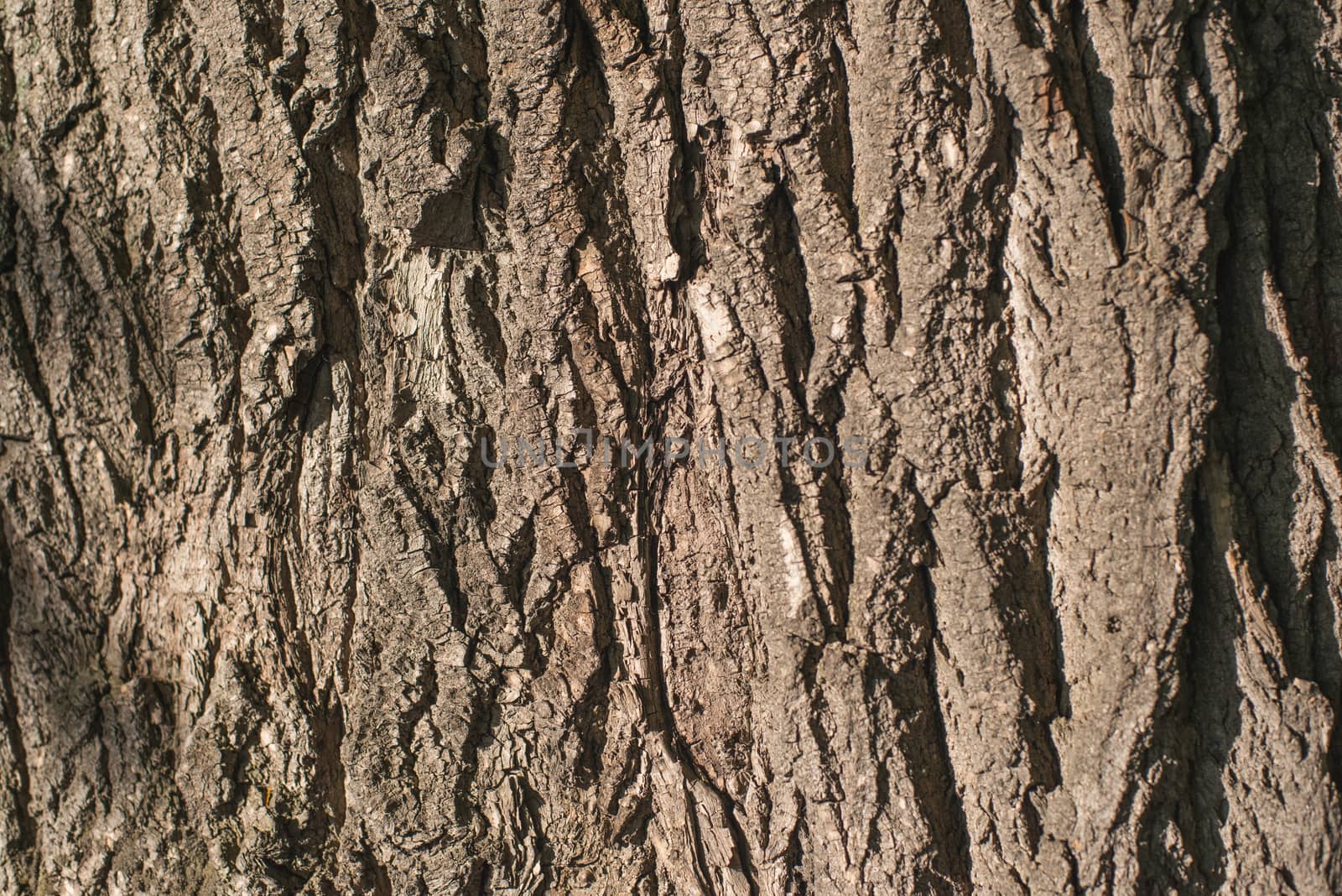 Old Wood Tree bark Texture Background Pattern.  horizontal image by skrotov