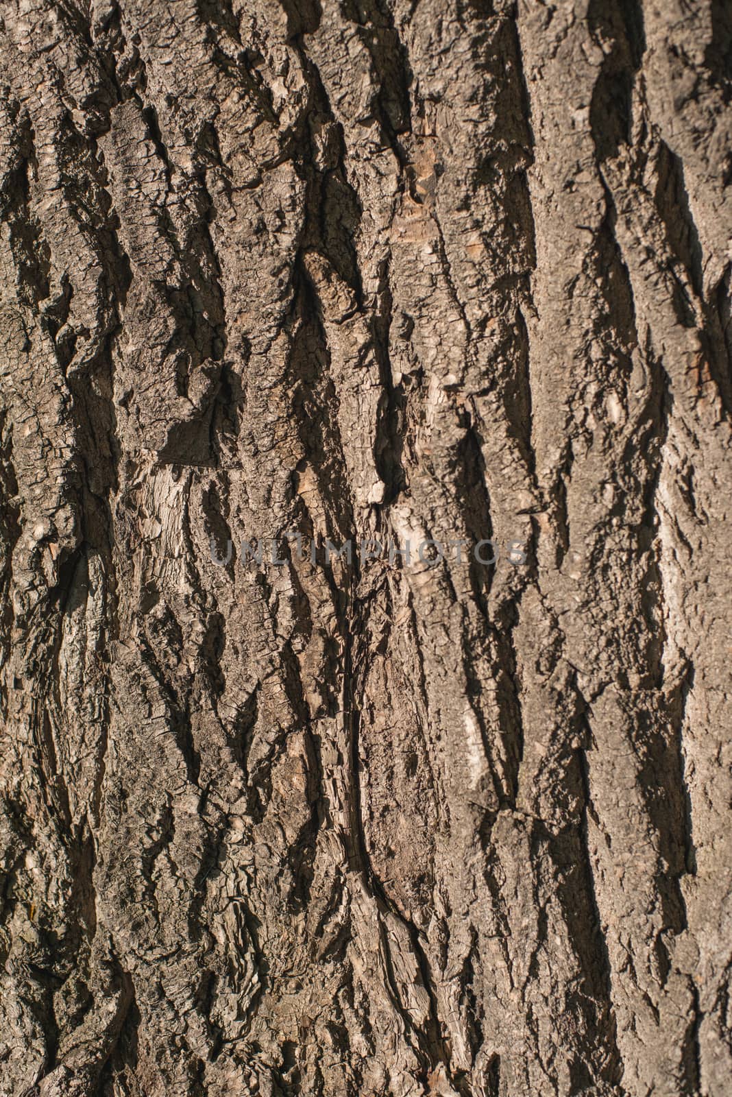 Old Wood Tree bark Texture Background Pattern.  vertical image by skrotov