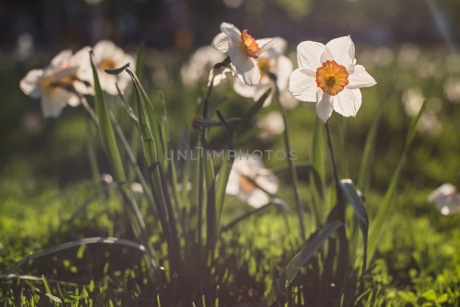 White daffodils in sunset light summer meadow. Instagram filter. by skrotov