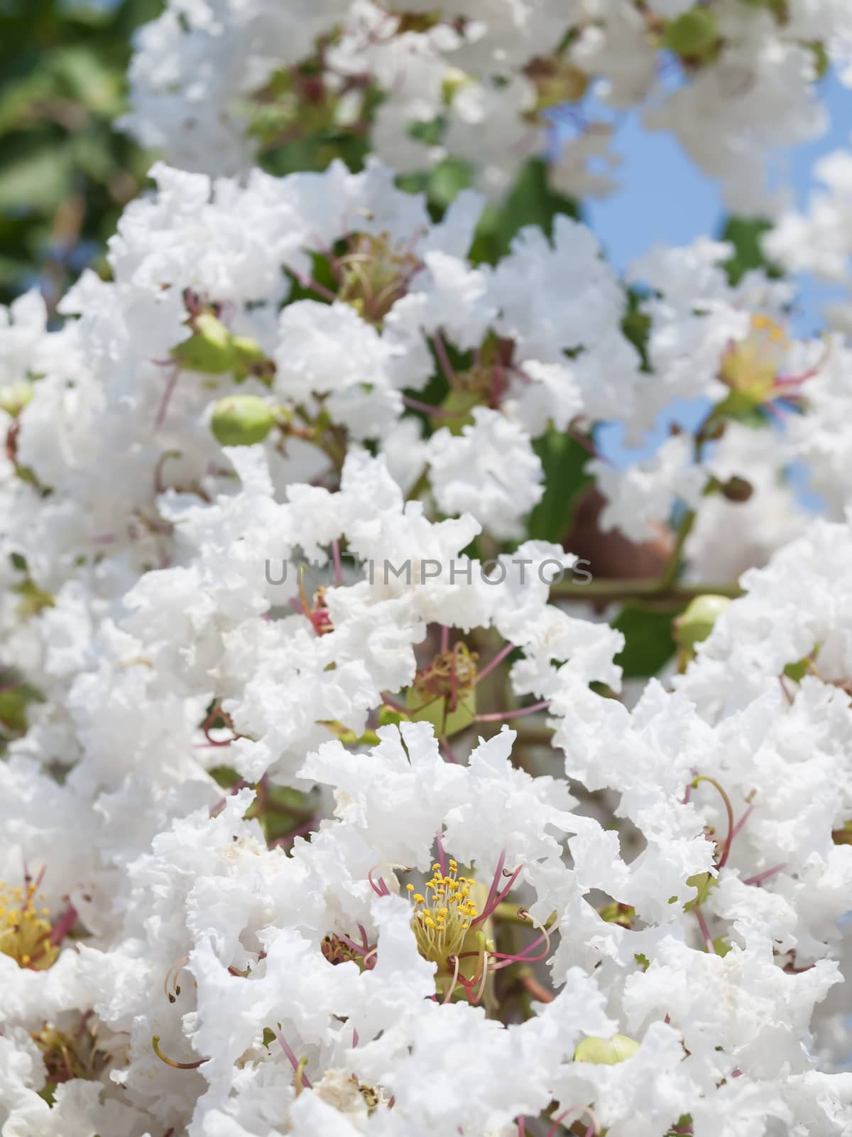 Flower of white Lagerstroemia indica(Crape myrtle) family Lythraceae, shallow depth of field focus on pollen.