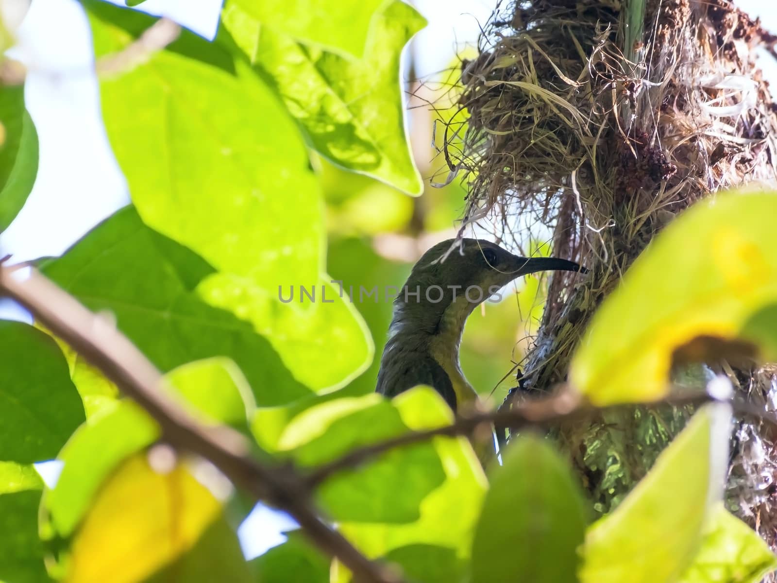 Female Olive-backed sunbird feeding her child by Exsodus