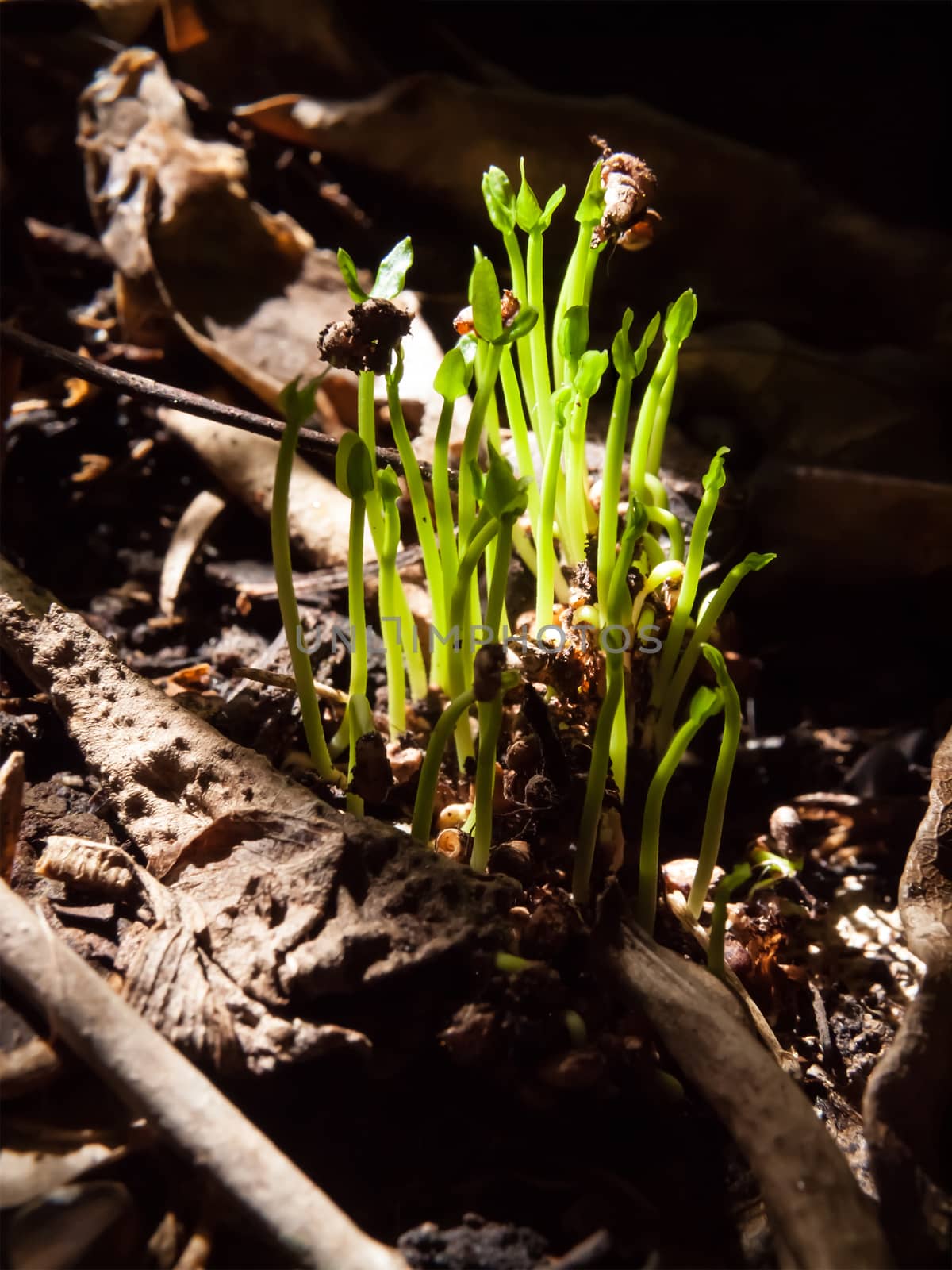 Group of young sprout in springtime in deep of forest.