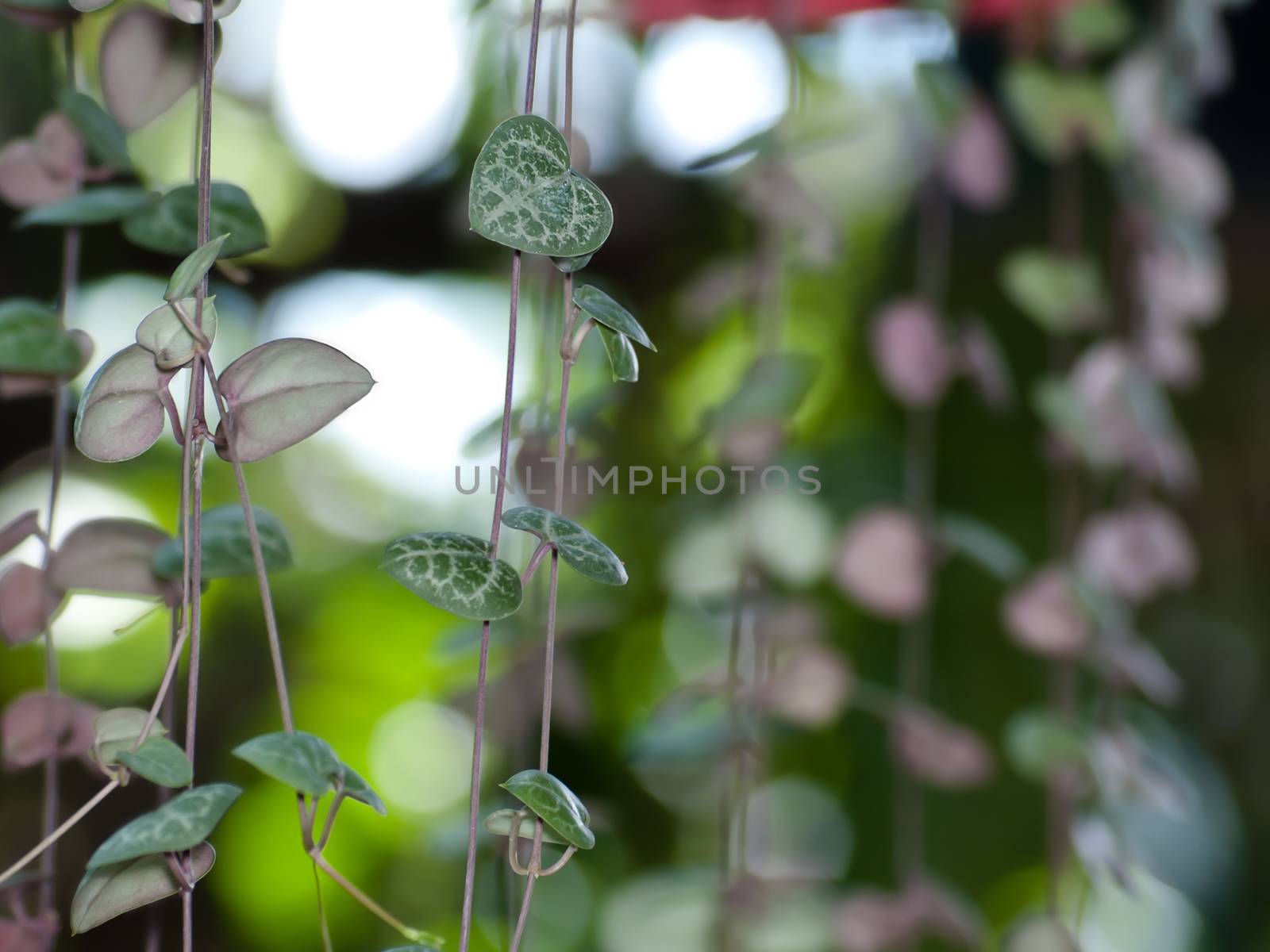 String of hearts background may use for valentine's day or love theme. Ceropegia woodii Family Asclepiadaceae Common names include chain of Hearts, collar of hearts, string of hearts, rosary vine, hearts-on-a-string, sweetheart vine.