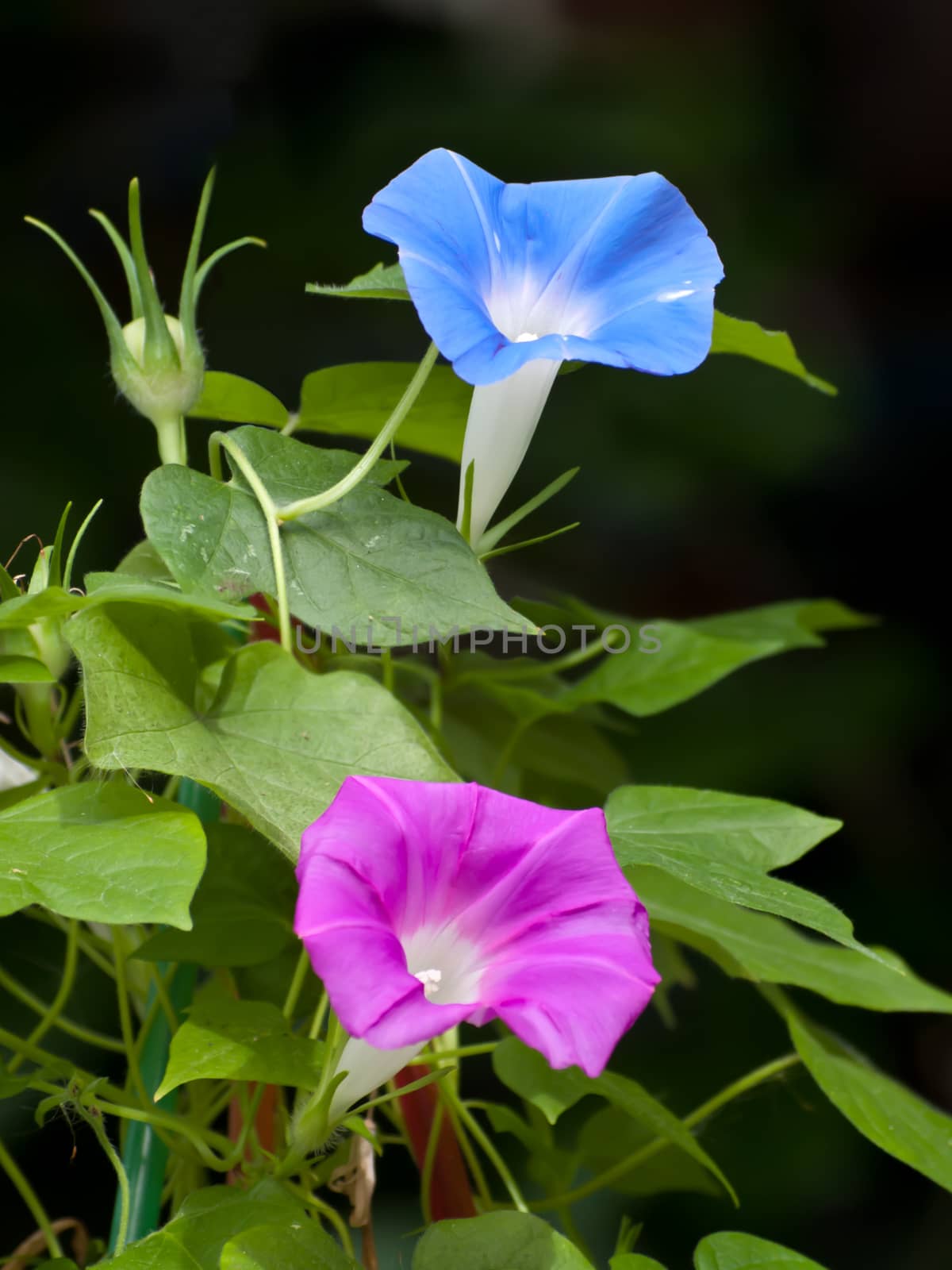 Beautiful pink and blue flower of Morning glory(Ipomoea sp. Family Convolvulaceae), shallow depth of field with blur background.
