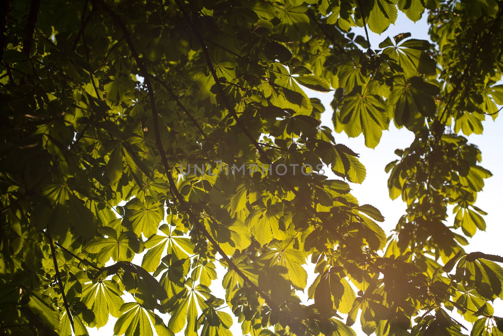 Green Tree branches chestnut nature abstract background in sunny forest by skrotov