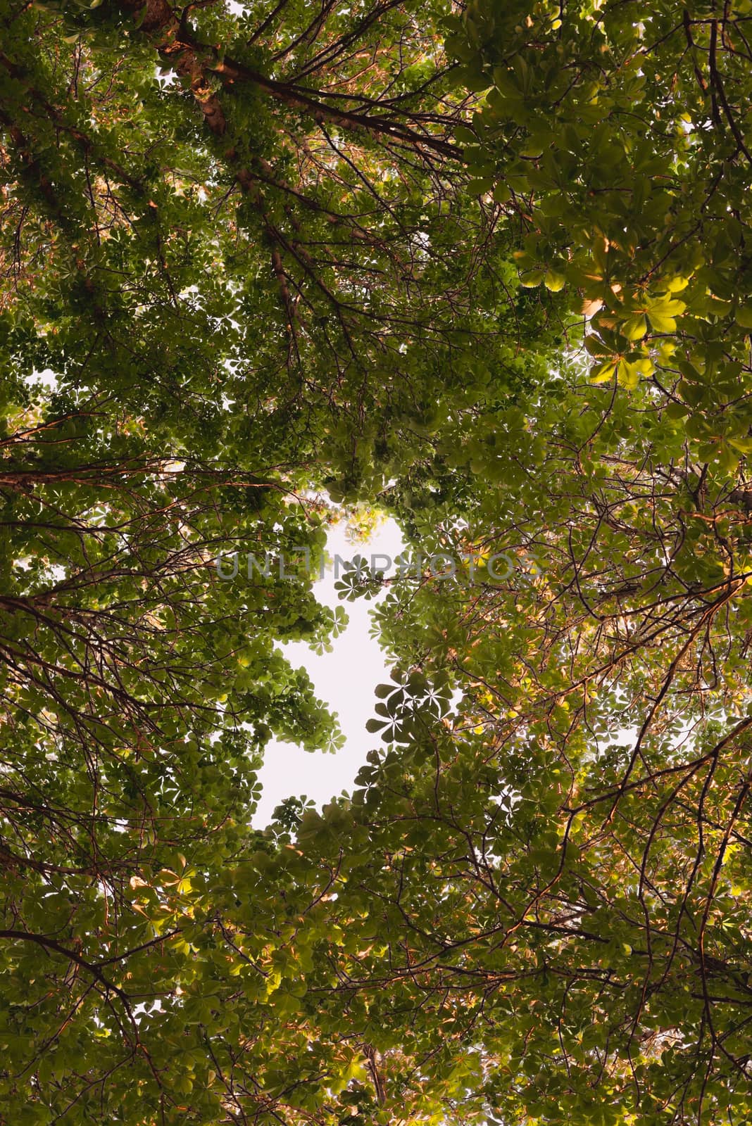 Looking up in Forest - Green Tree branches chestnut nature abstract background. branches gap in shape baby by skrotov