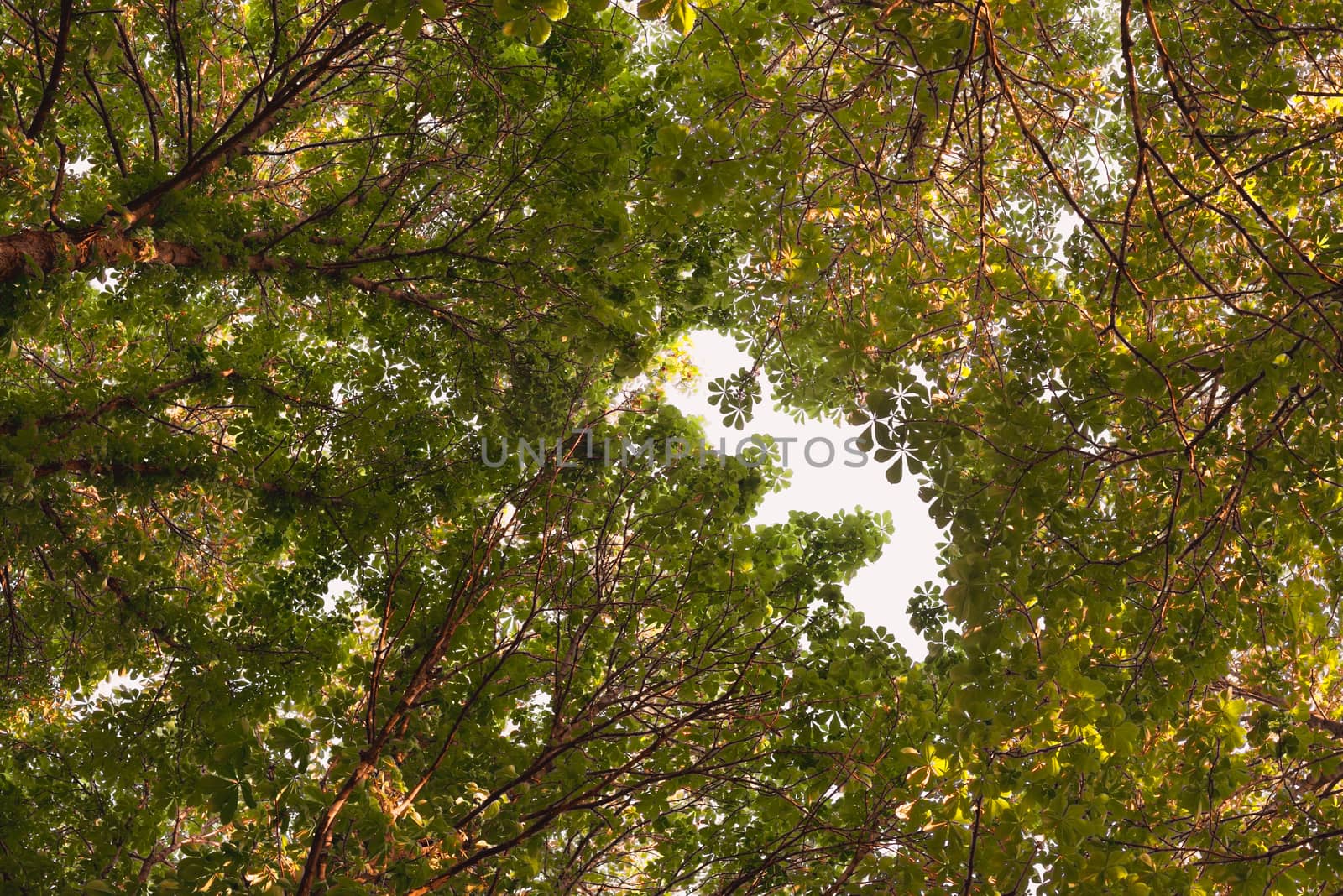 Looking up in Forest - Green Tree branches chestnut nature abstract background. branches gap in shape baby.