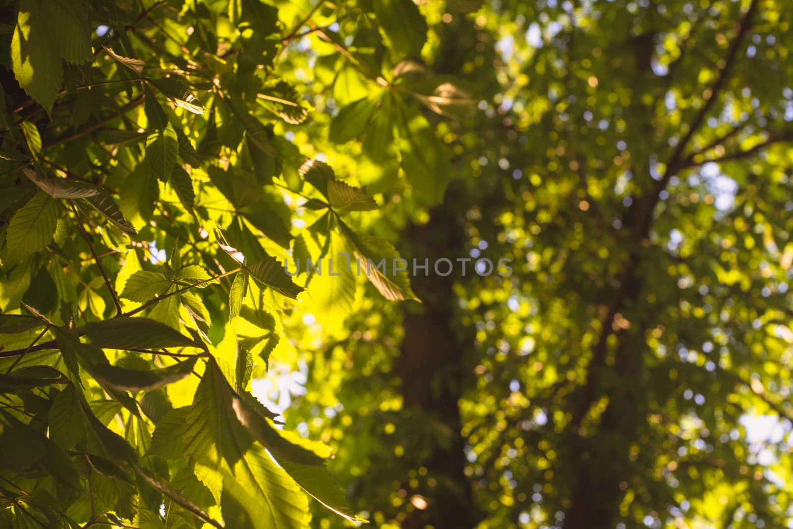 Green Tree branches chestnut nature abstract background in sunny forest.