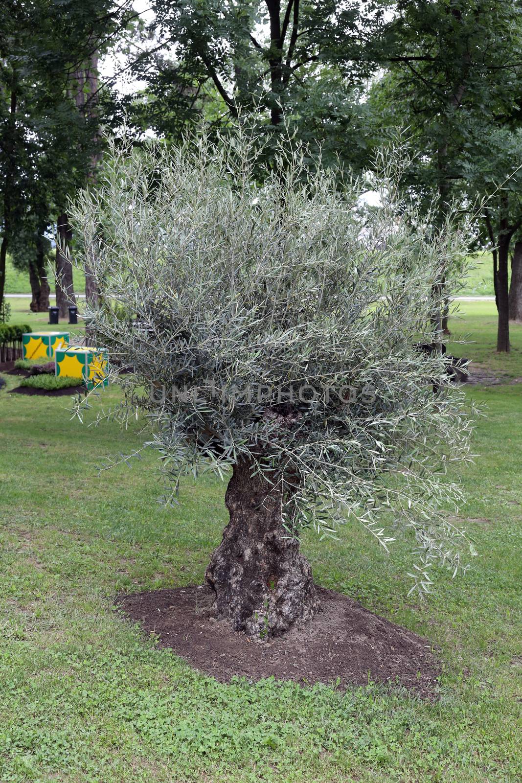 Olive tree exposed on Floraart, 49 international garden exhibition in Zagreb, Croatia, on May 30, 2014.