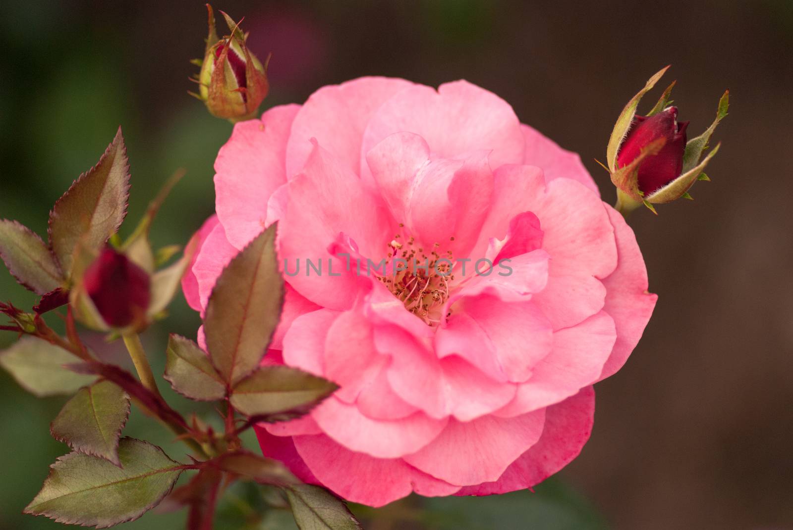 Beautiful pink rose in a summer garden. Overcast lighting