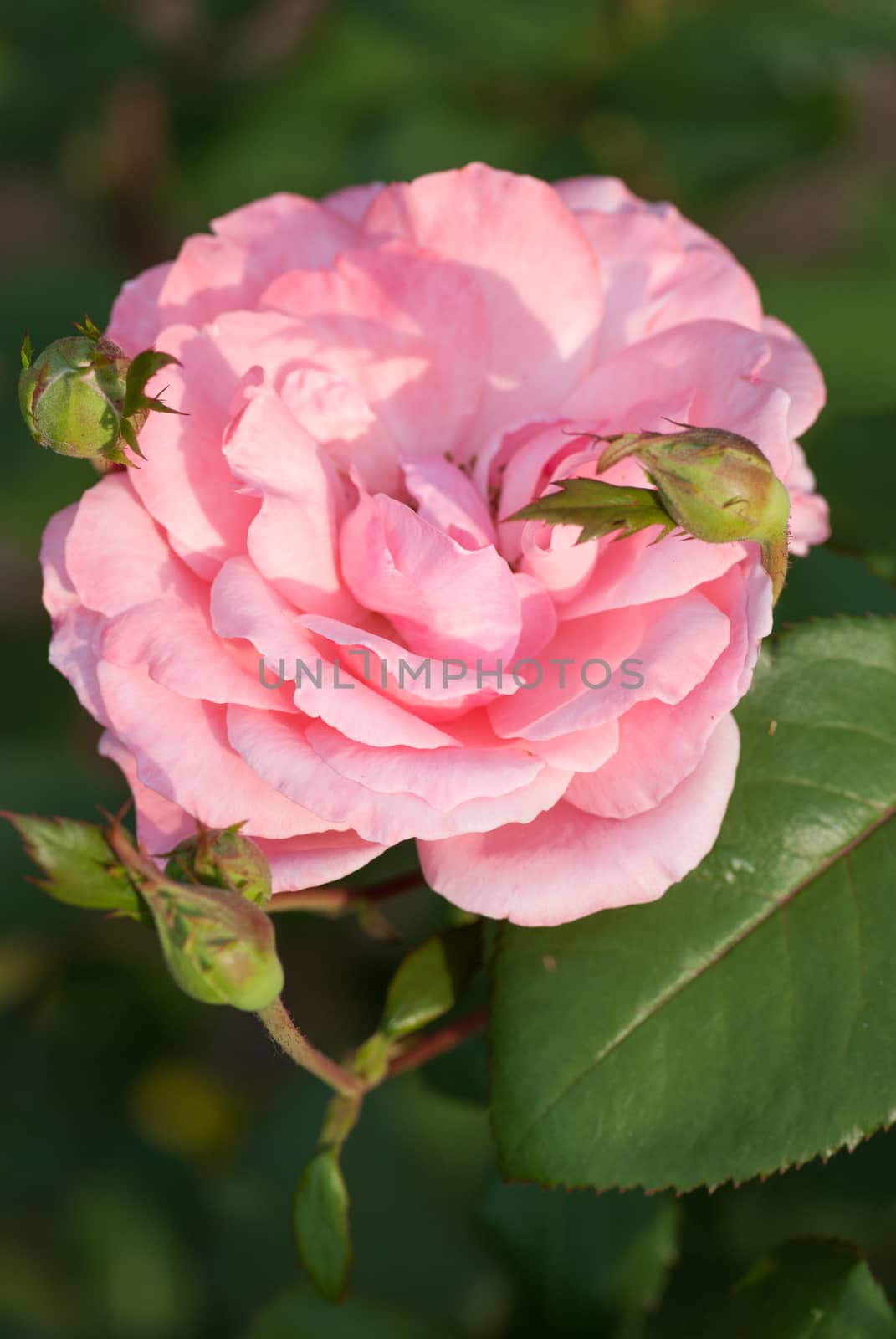 Beautiful pink rose in a summer sunny garden.