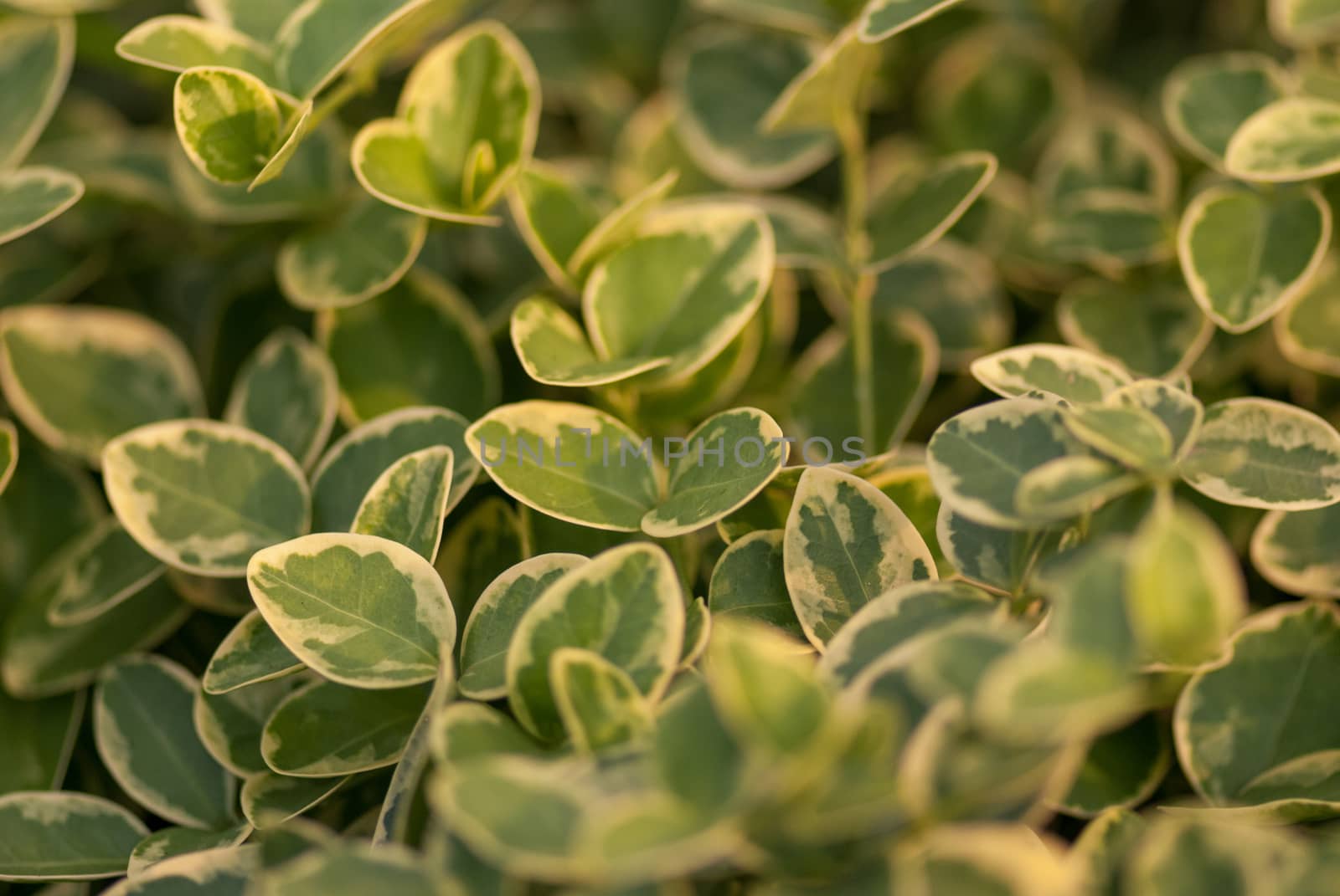 Eco nature  green leaves and abstract  background with sunshine. close-up by skrotov