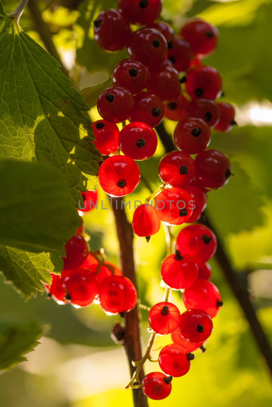 Red currants in the summer garden, sunny day. Macro sloseup vertical shot by skrotov