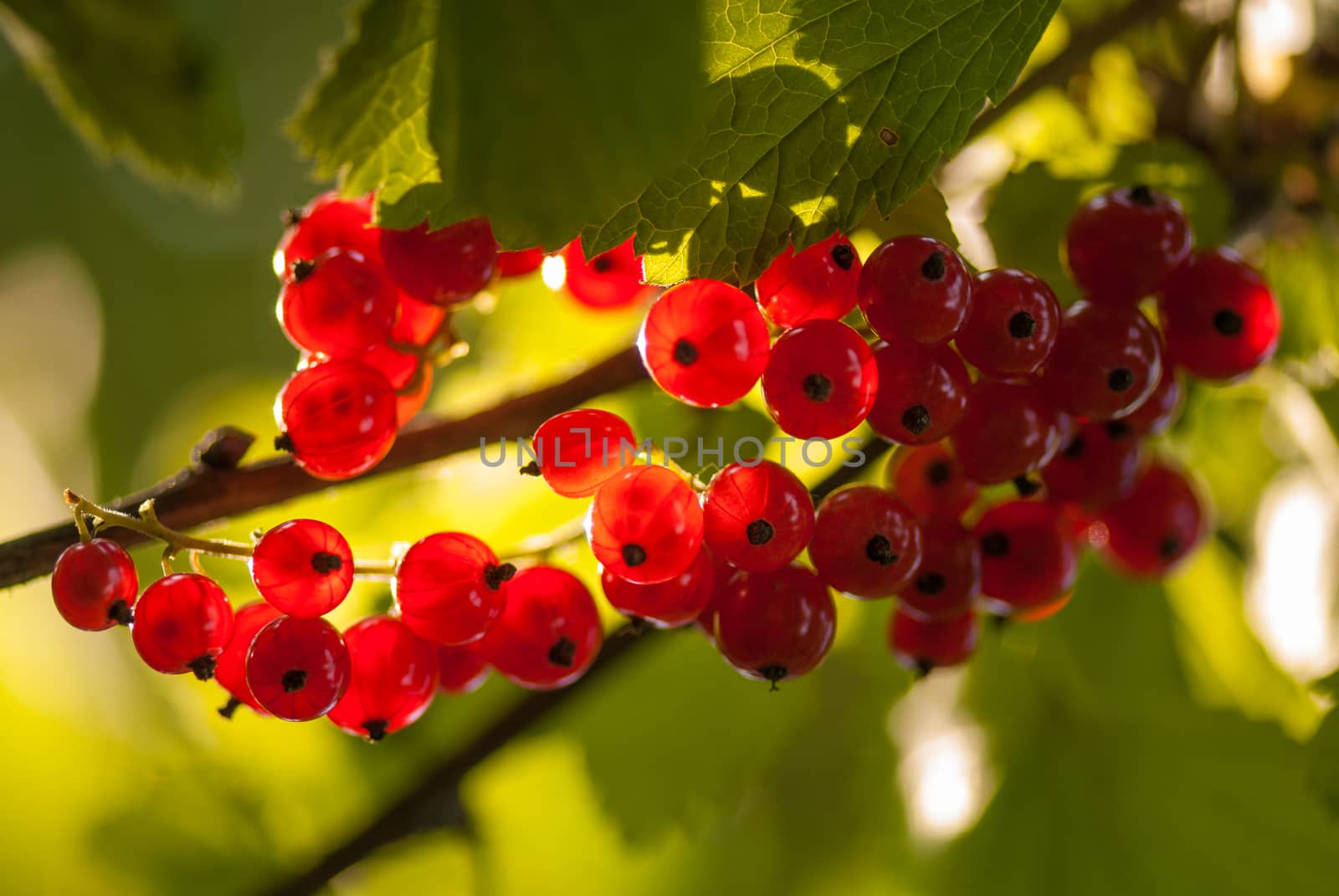 Red currants in the summer garden, sunny day. Macro sloseup shot.