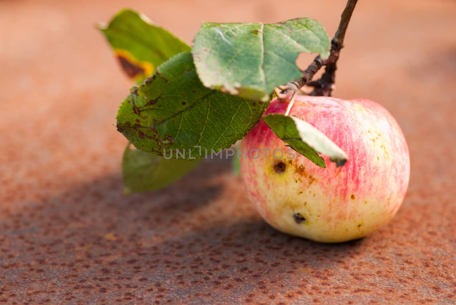 wormy apple with leaves on the rusty sheet. Copyspace.