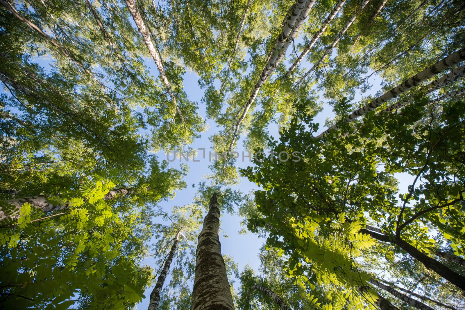 Looking up in Forest - Green Tree branches nature abstract background.