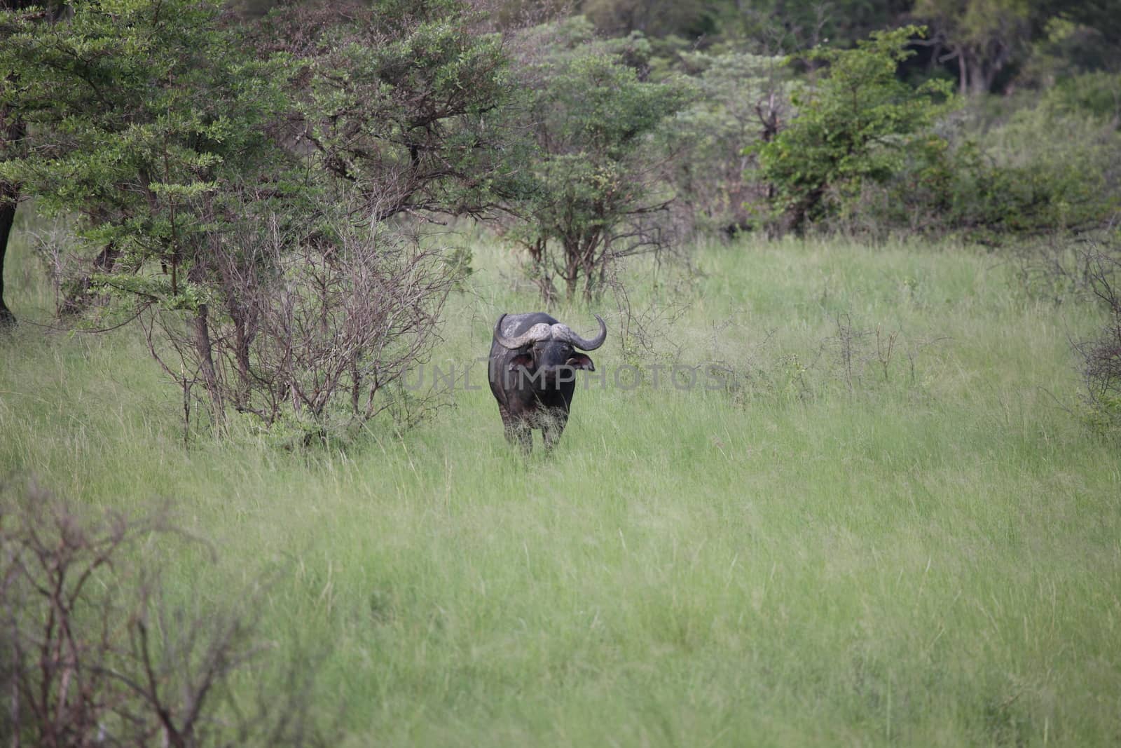 Wild Africa Botswana savannah African Buffalo animal mammal by desant7474