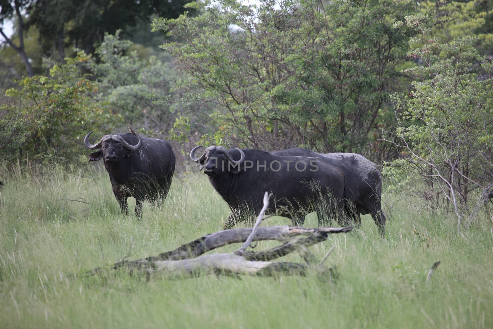 Wild Africa Botswana savannah African Buffalo animal mammal by desant7474