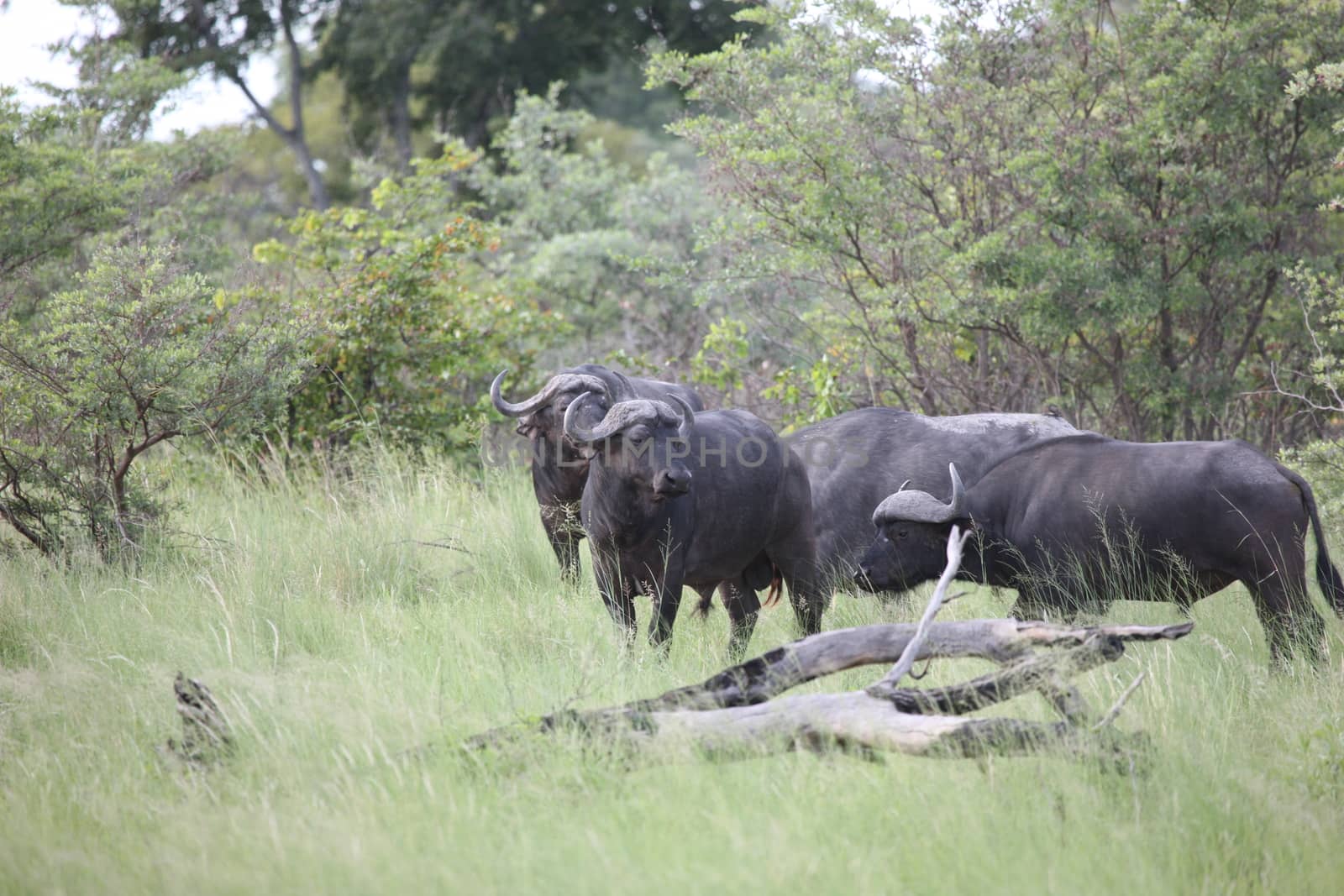 Wild Africa Botswana savannah African Buffalo animal mammal by desant7474