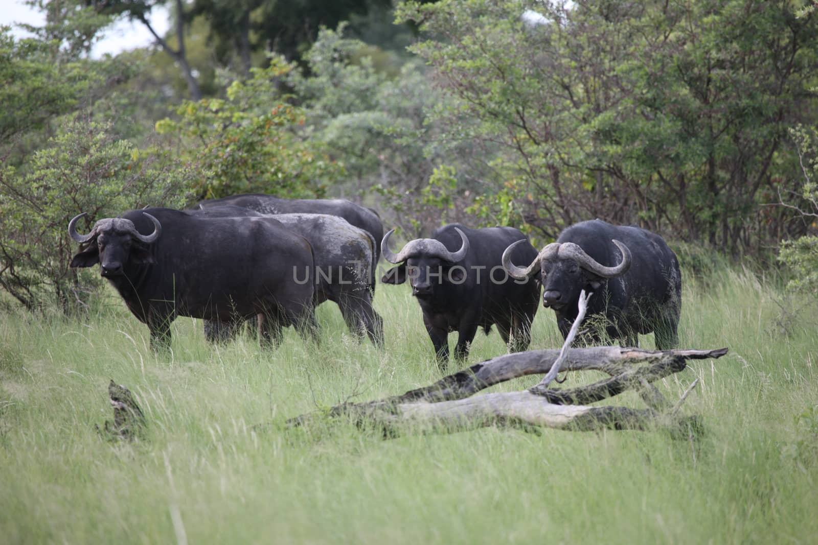 Wild Africa Botswana savannah African Buffalo animal mammal