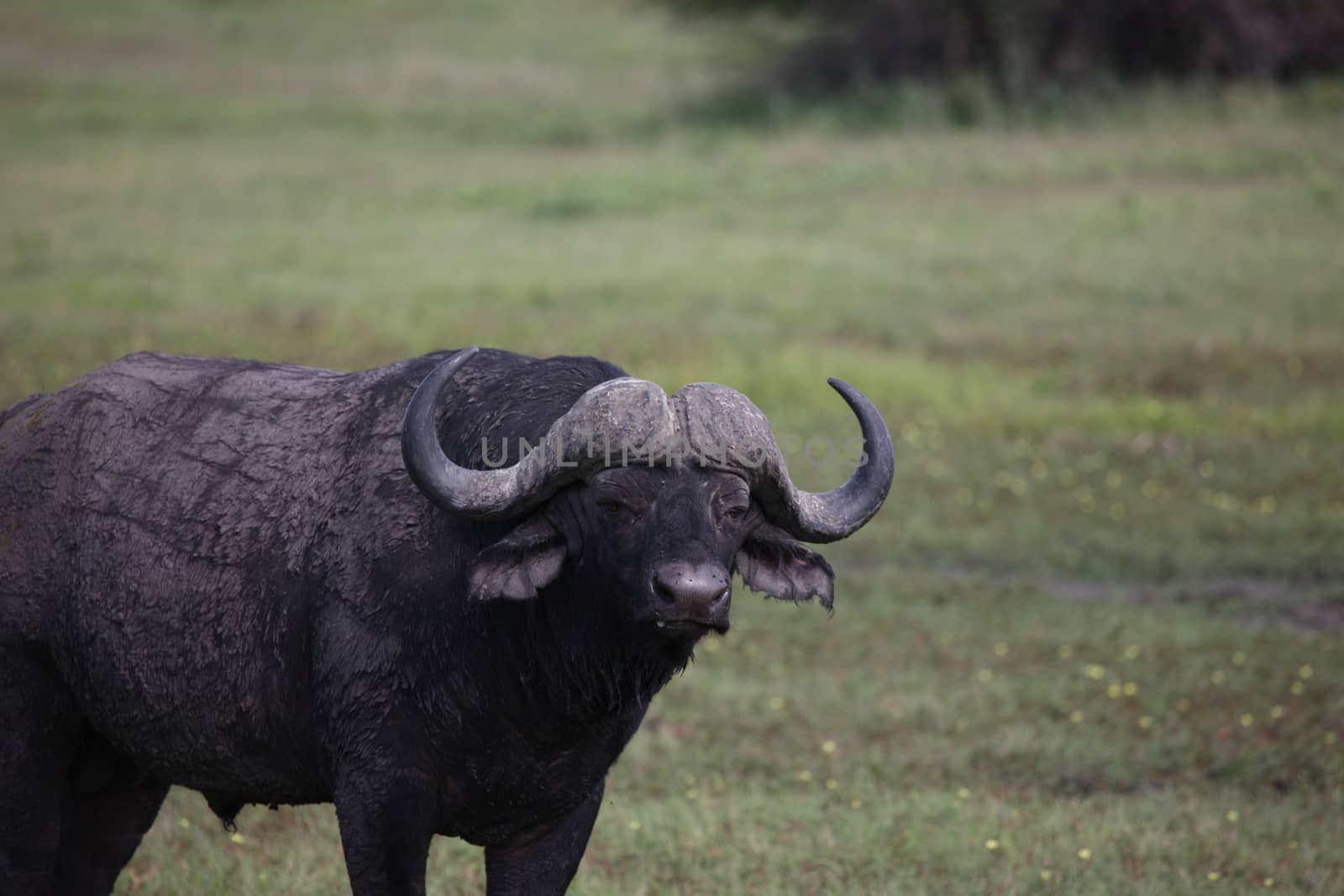 Wild Africa Botswana savannah African Buffalo animal mammal