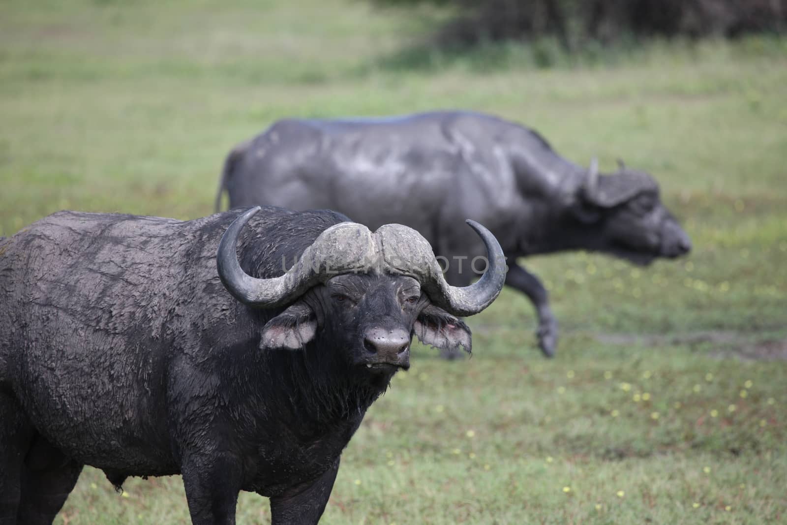 Wild Africa Botswana savannah African Buffalo animal mammal by desant7474