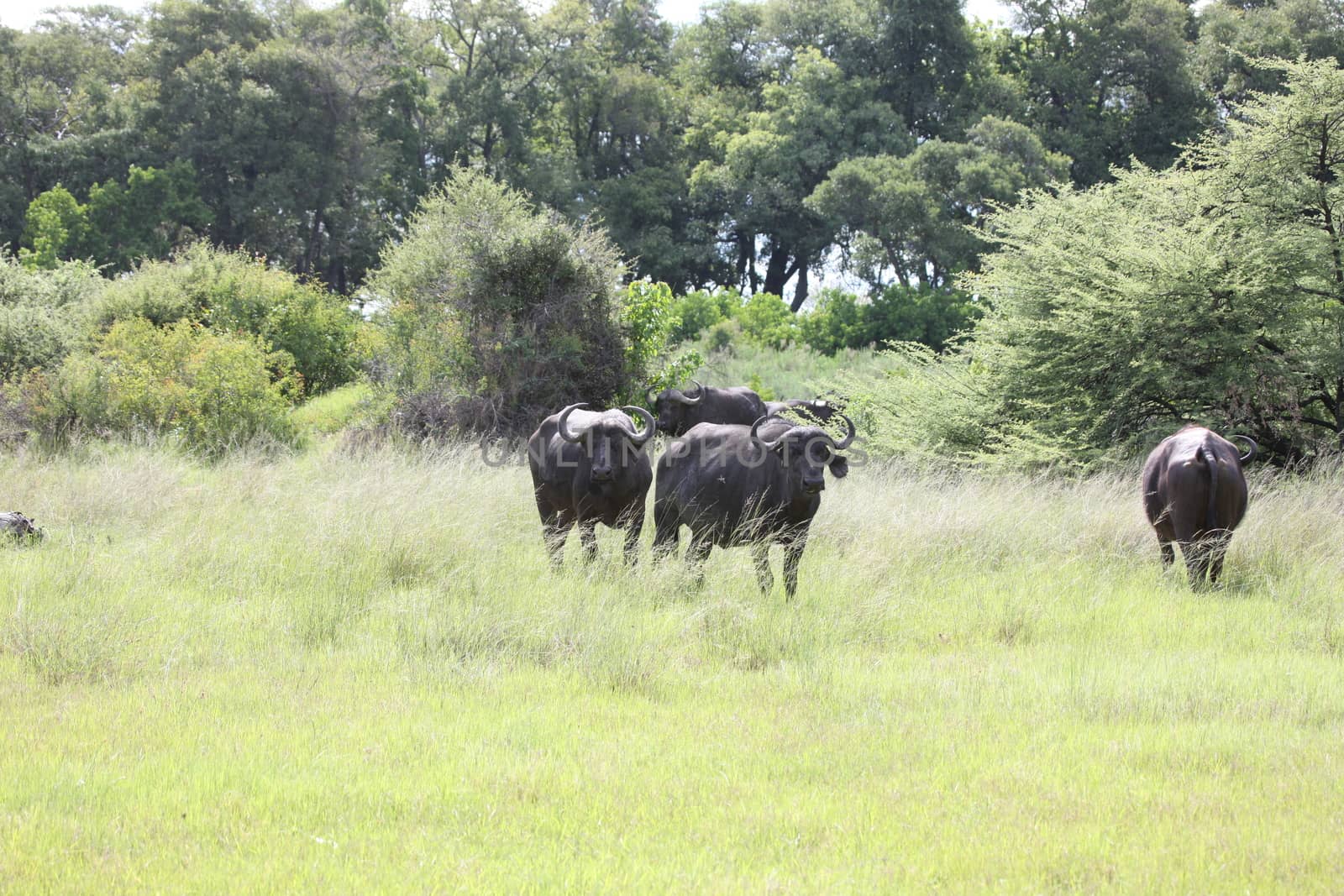 Wild Africa Botswana savannah African Buffalo animal mammal by desant7474