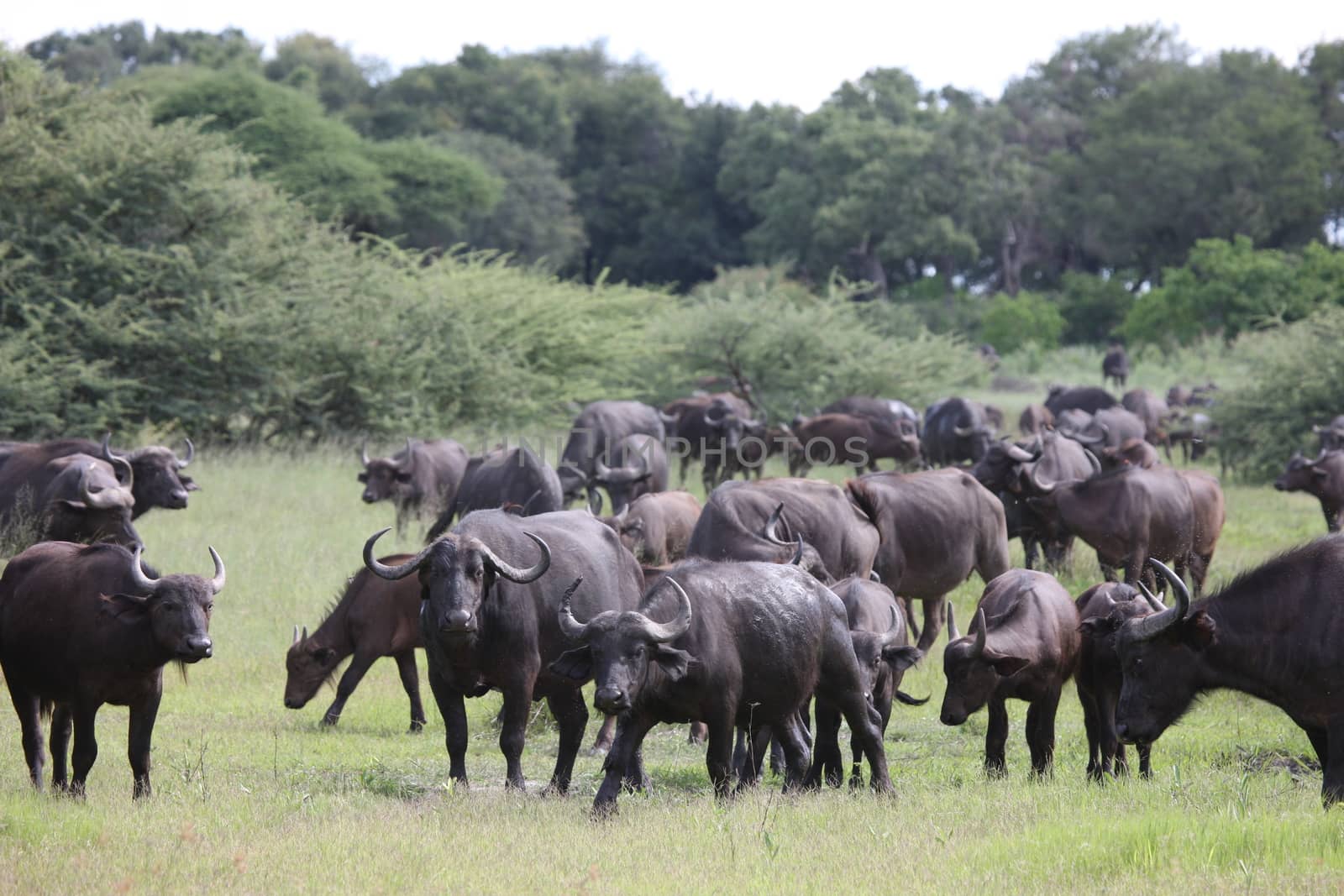 Wild Africa Botswana savannah African Buffalo animal mammal by desant7474