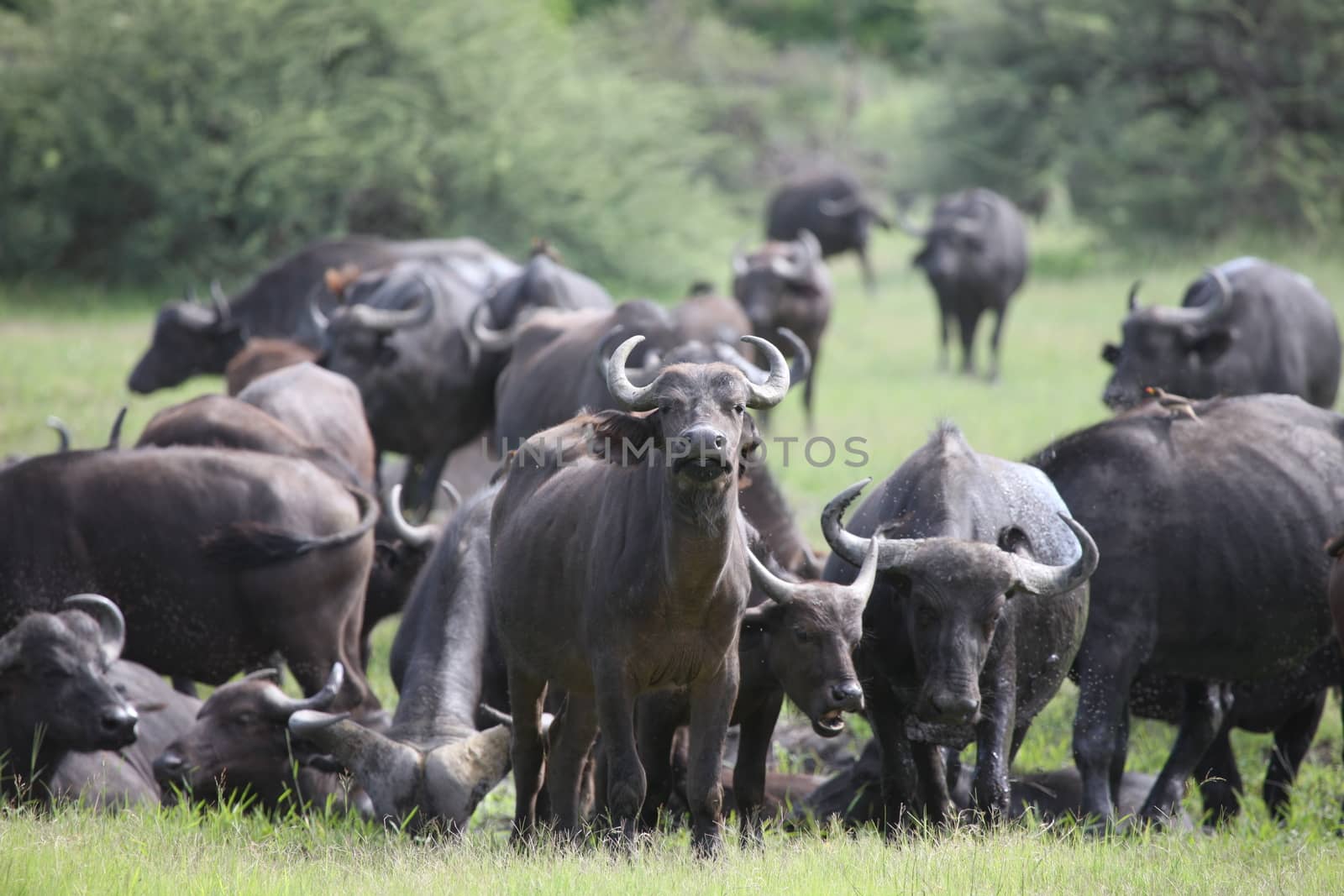 Wild Africa Botswana savannah African Buffalo animal mammal