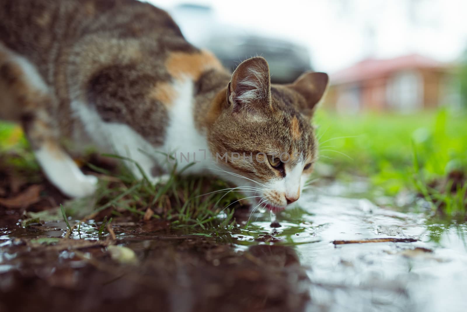 A stray cat drinking water from  puddle by skrotov