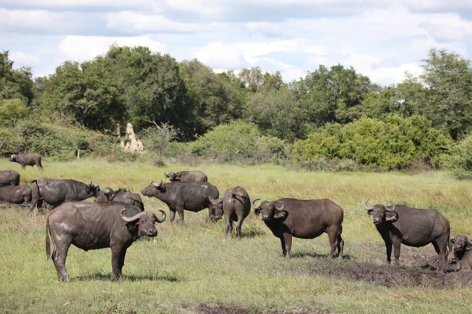 Wild Africa Botswana savannah African Buffalo animal mammal by desant7474