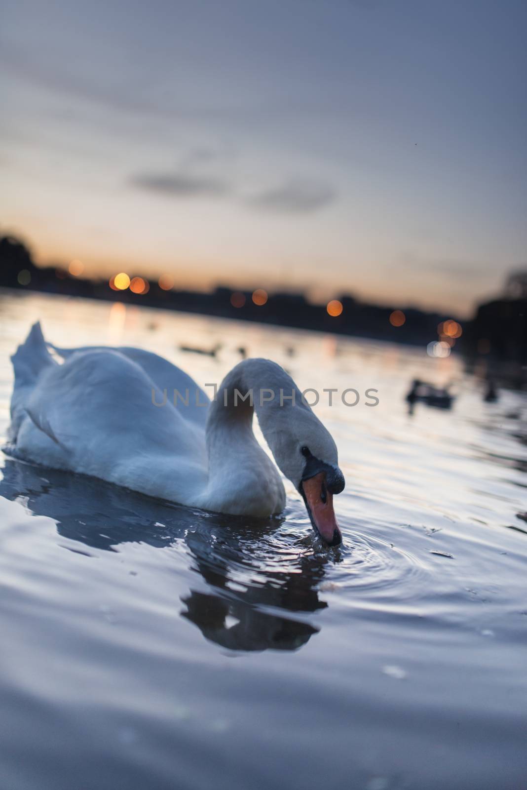 Swan cygnus swimming during a golden sunset on a beautiful magical blue lake in the evening with beautiful reflection on the water.