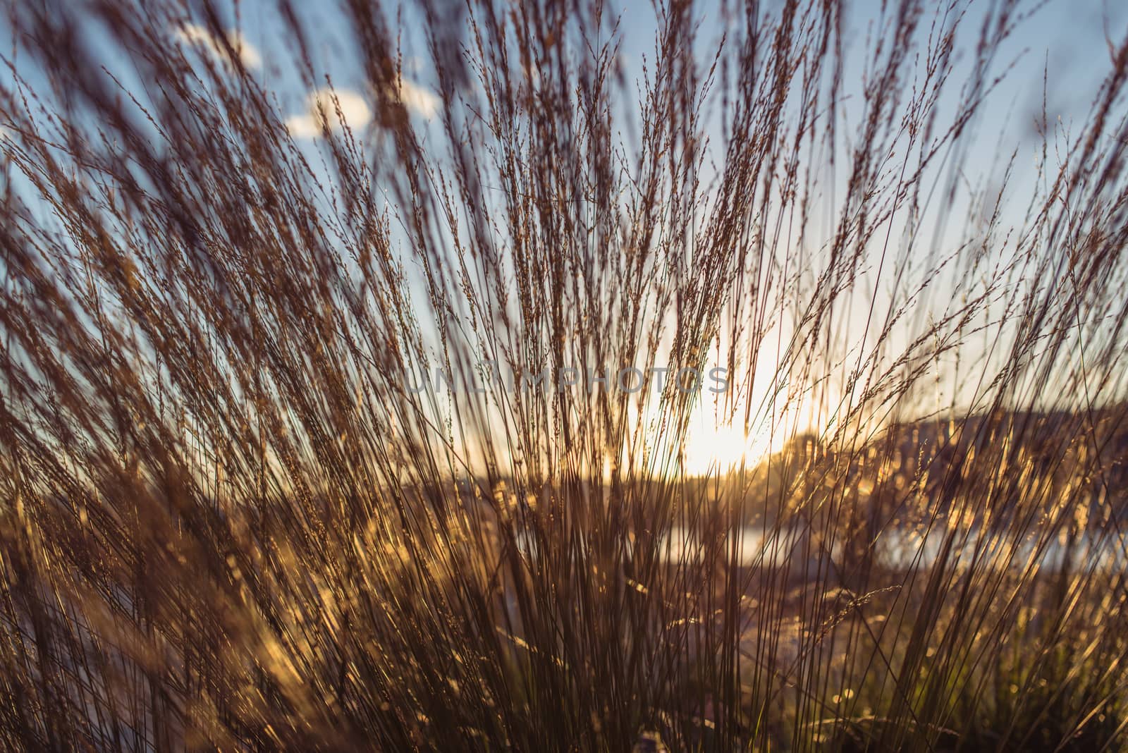 Wild field of grass on sunset, soft sun rays, warm toning, lens flares by skrotov