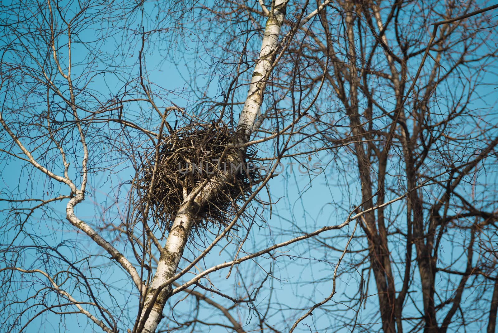 Spring  bird's nest in a birch tree with sky background. by skrotov