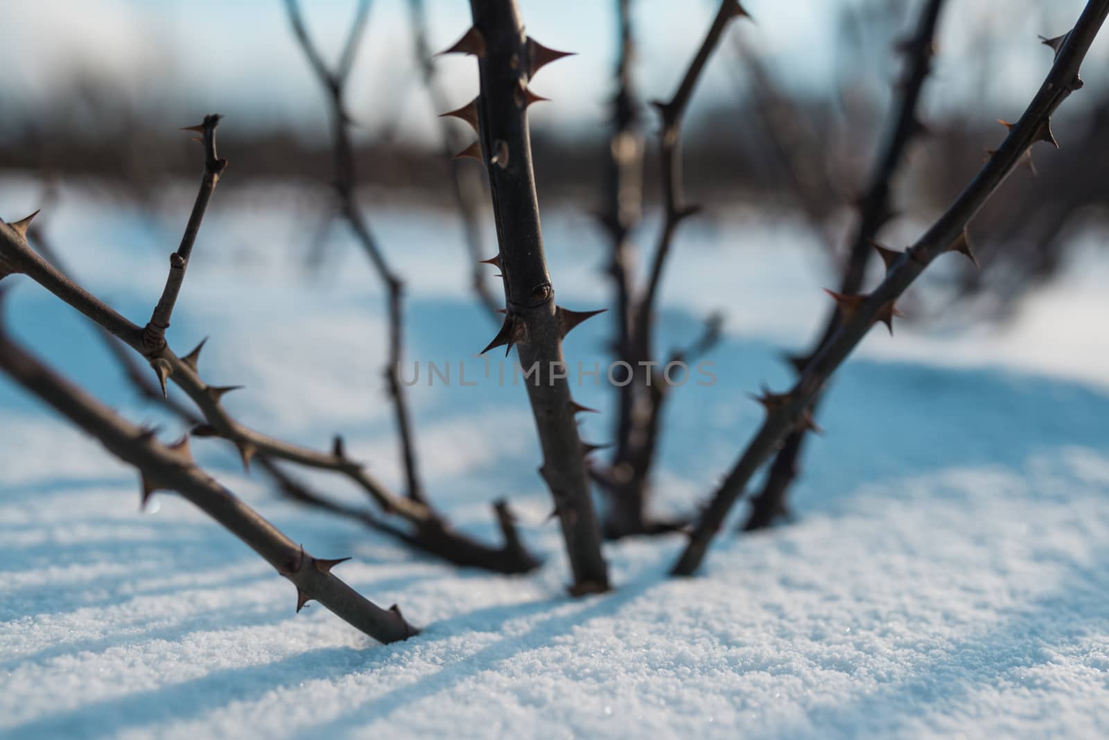 Frozen rose hips covered by snow and winter  blue sky