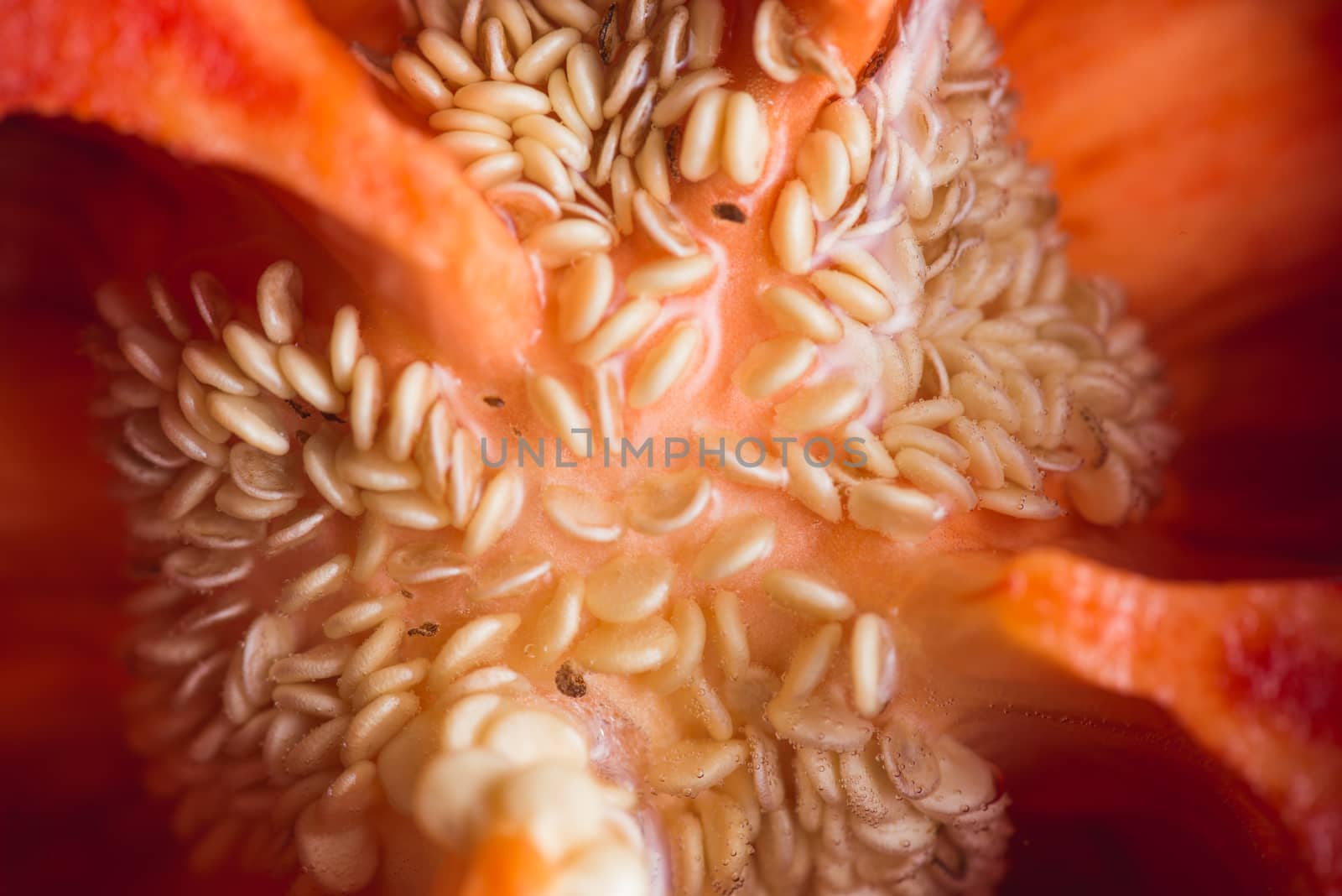 red fresh pepper inside with seeds. Extra closeup. by skrotov