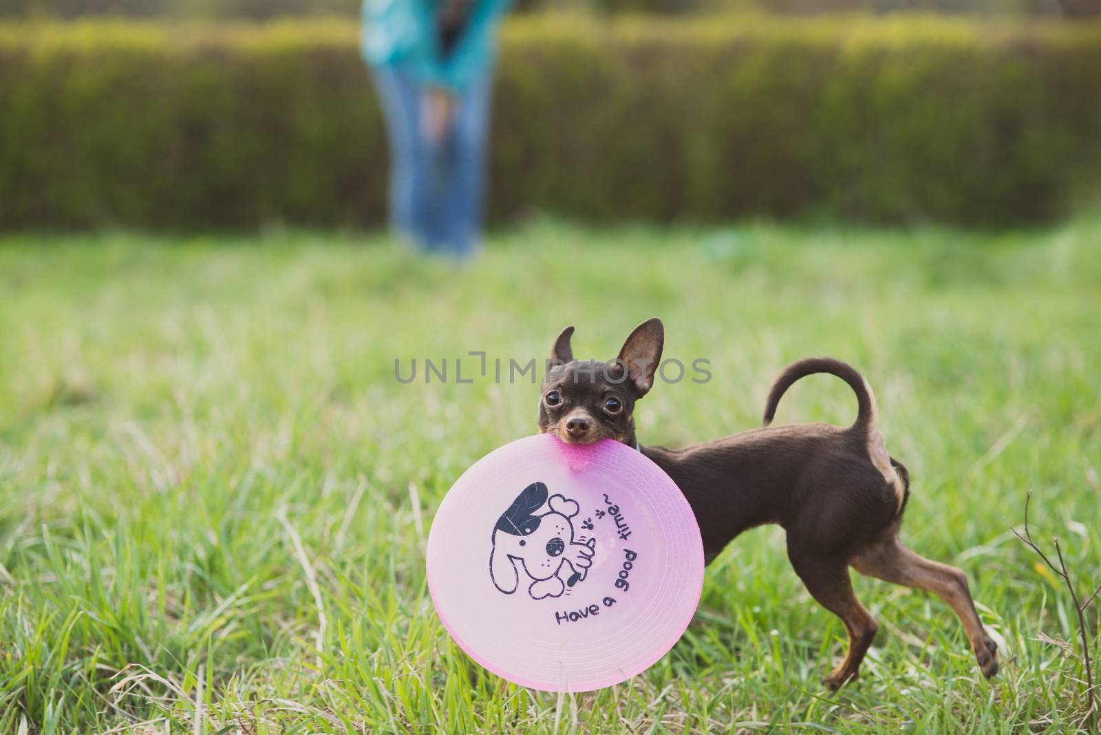 cute russian toy terrier dog holding frisbee and look to camera.