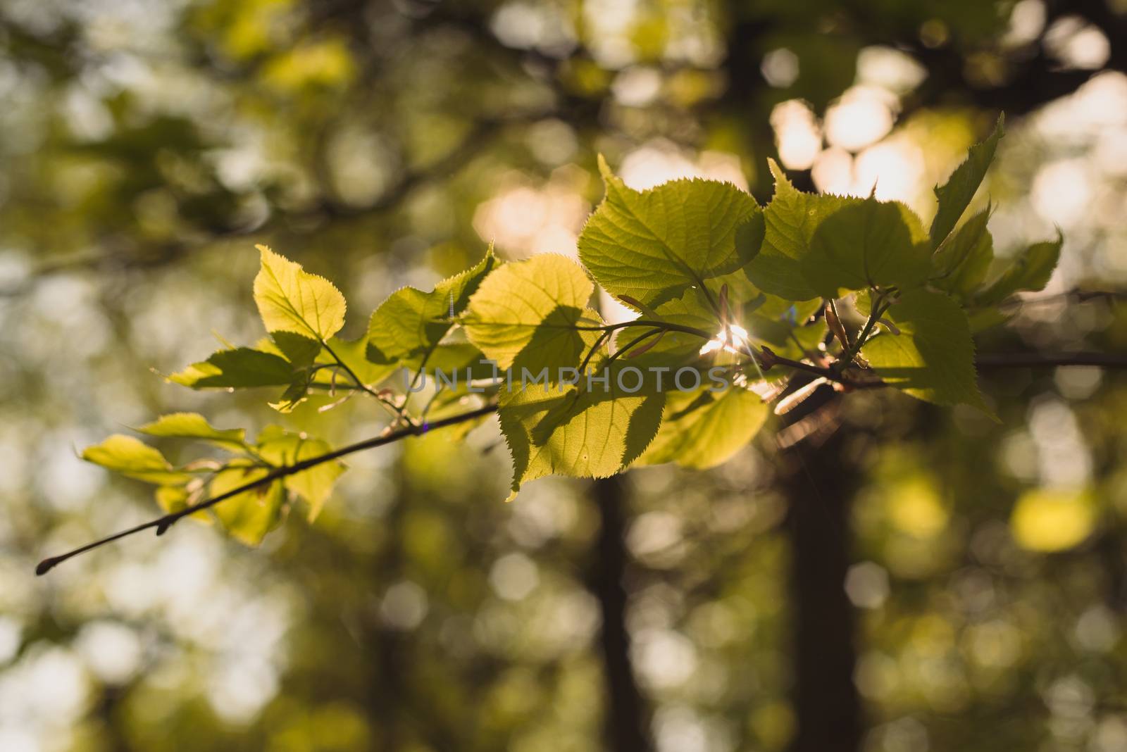 Leaves of linden tree lit  thorough by sun shining through summer. Background.