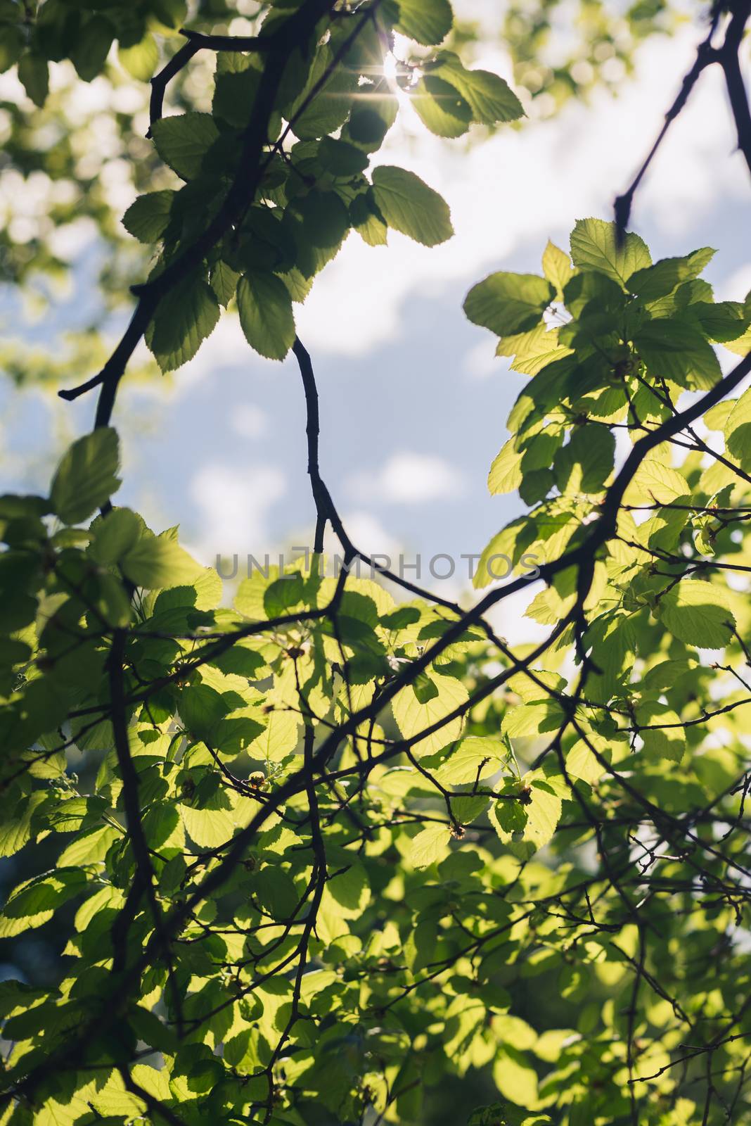 Leaves of linden tree lit  thorough by sun shining through summer. Background.