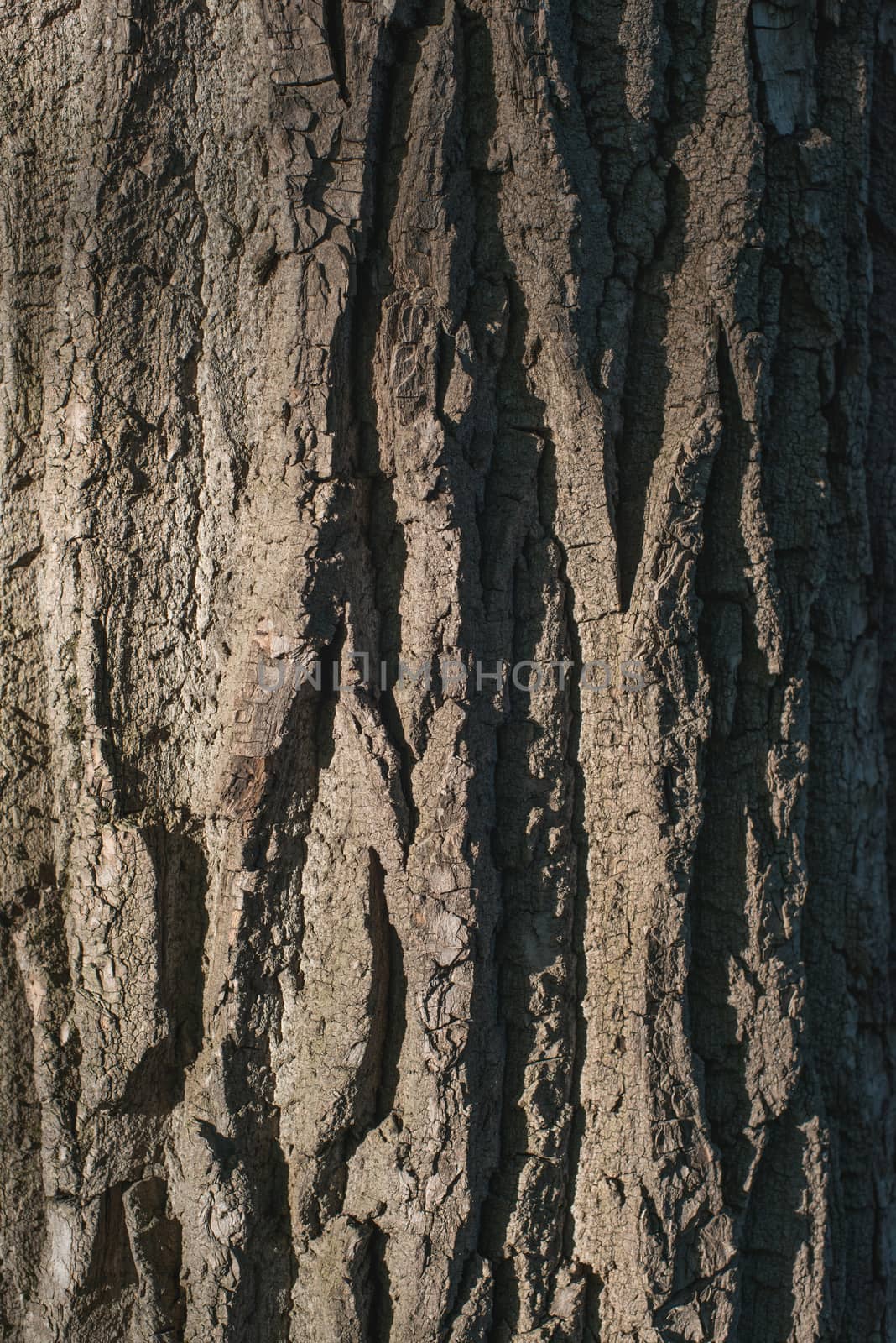 Old Wood Tree bark Texture Background Pattern.  vertical image by skrotov