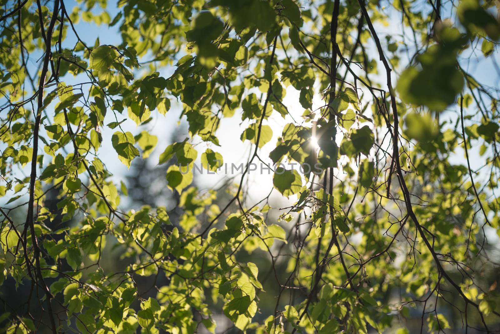 Leaves of linden tree lit  thorough by sun shining through summer. Background.