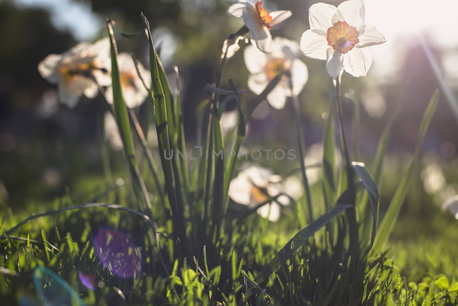 White daffodils in sunset light summer meadow. Instagram filter. beautiful lens flare bokeh by skrotov