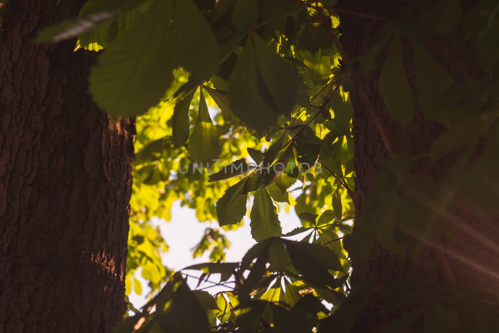 Green Tree branches chestnut between two trunks nature abstract background in sunny forest by skrotov