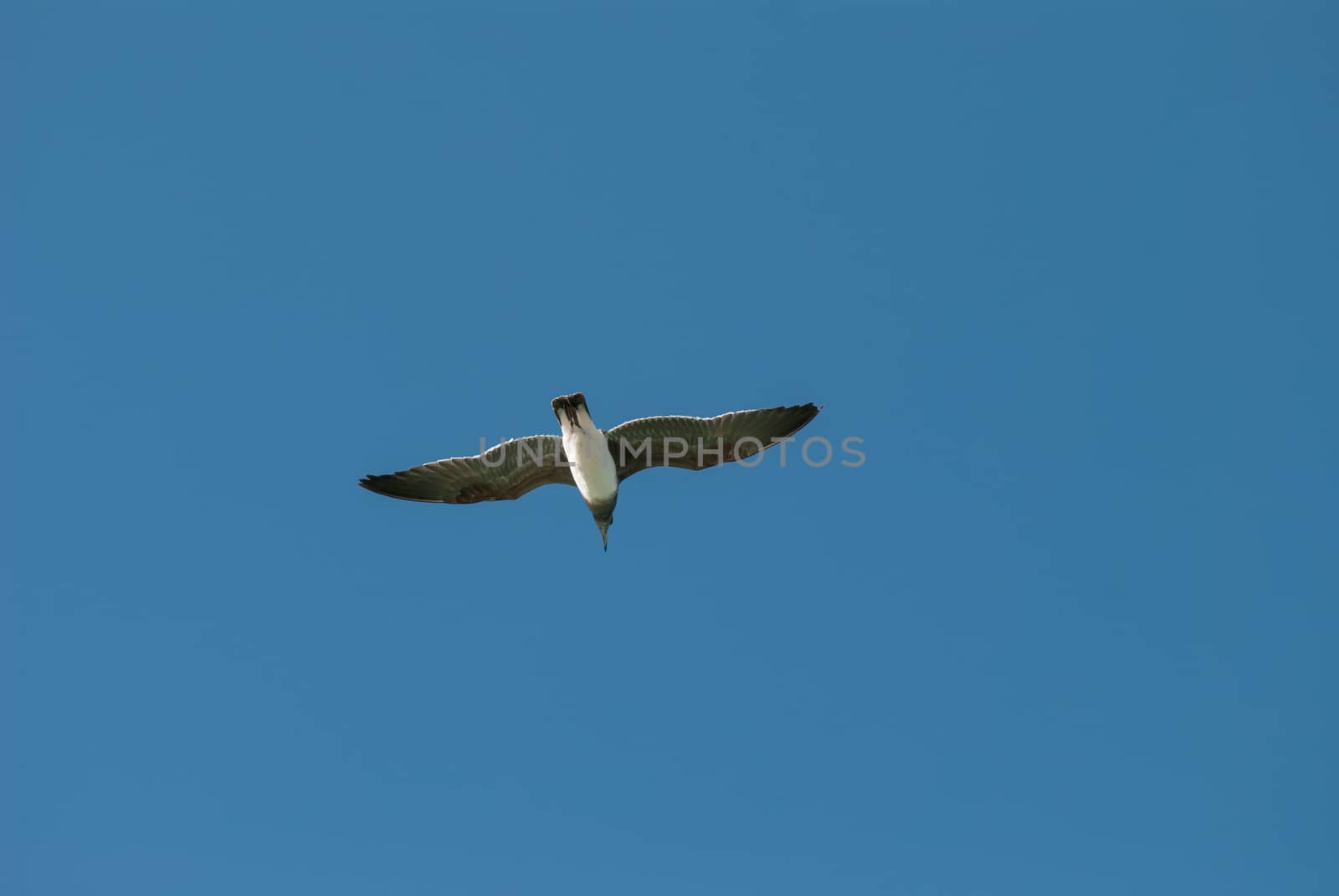 The bird flying in the blue sky by skrotov